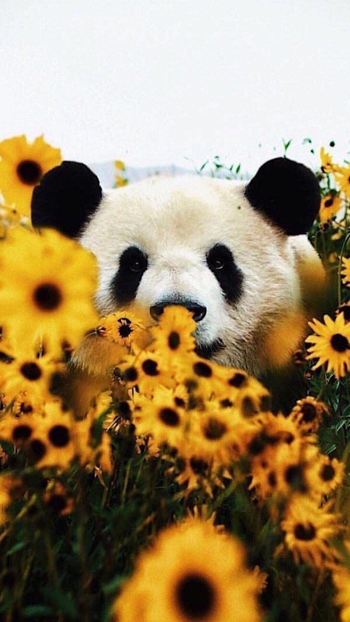 Wild Animals Aesthetic Wallpaper
