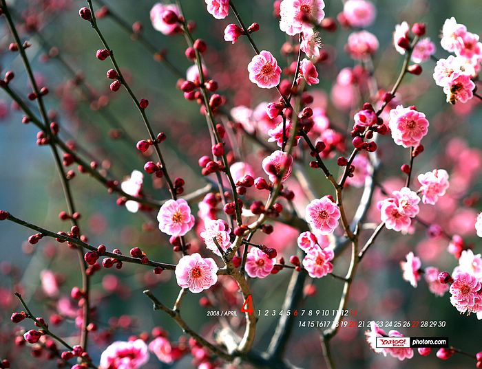 April wallpaper   blossoming Spring wallpapers April Desktop Calendar