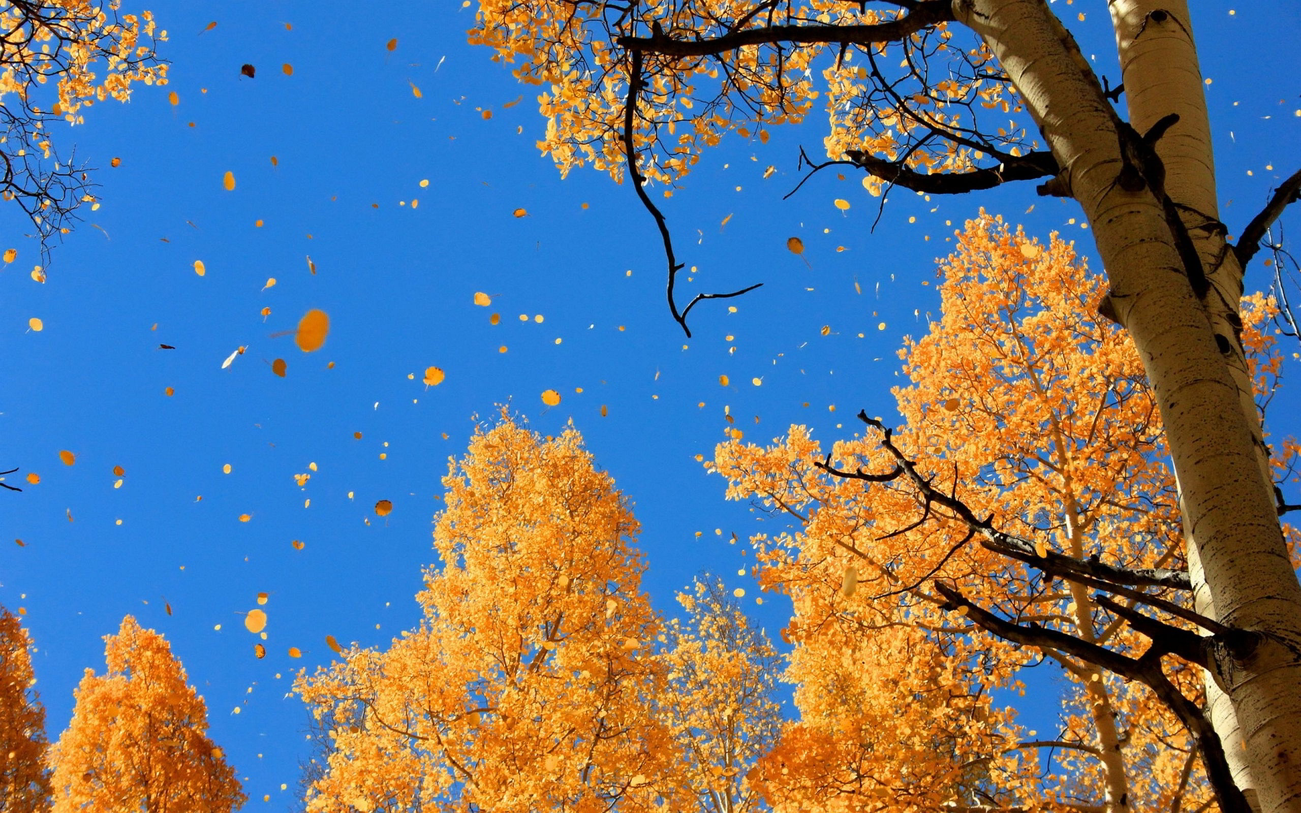 Autumn Sky Wallpaper