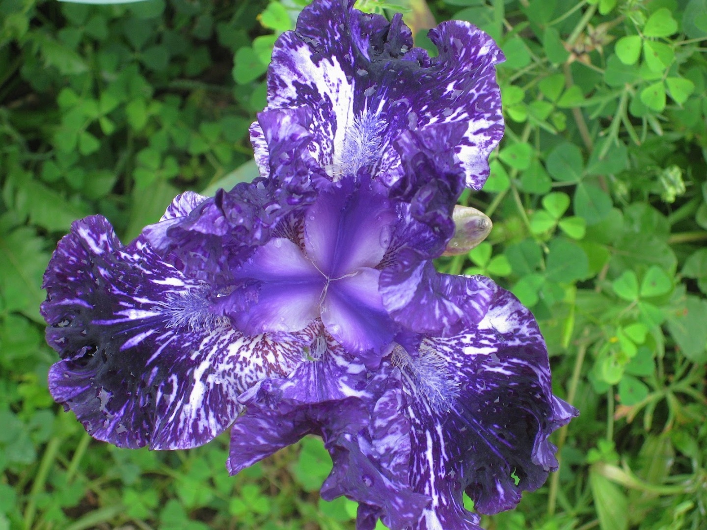 Image For Rare Purple Flower Rarest Flowers Mothers Day