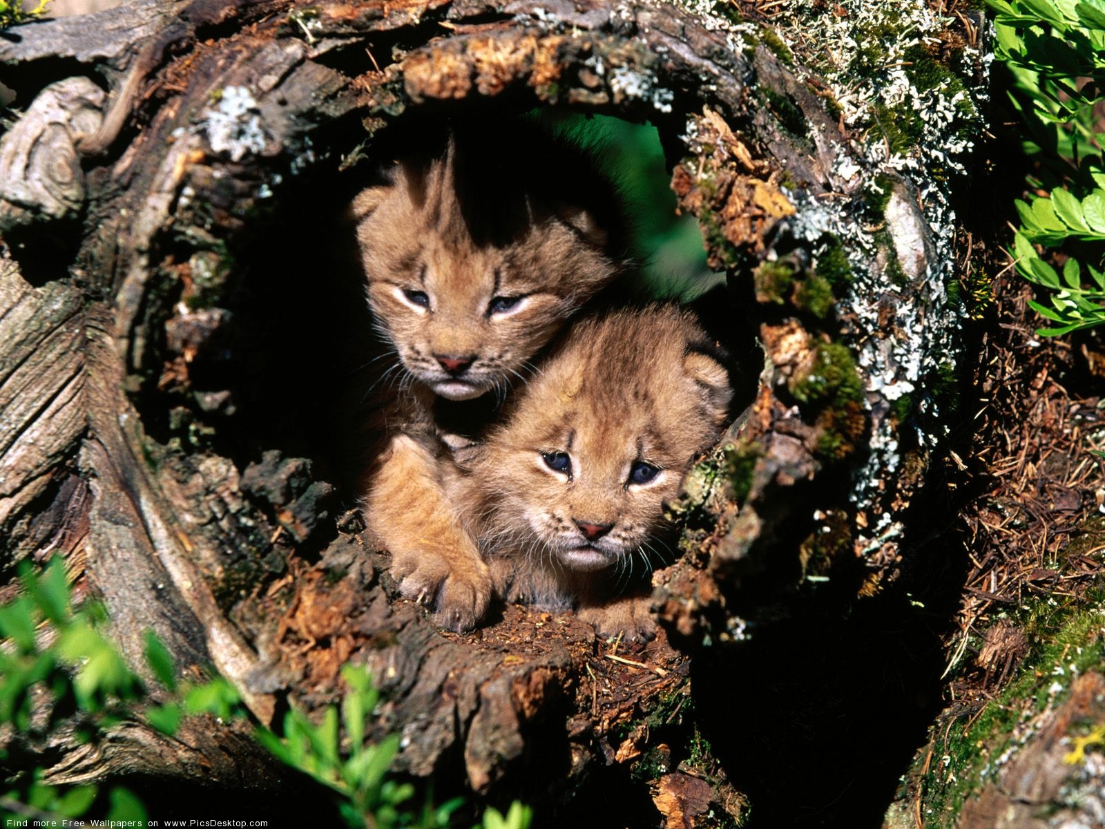 The Little Wild Kitty Animal Desktop Wallpaper Picture