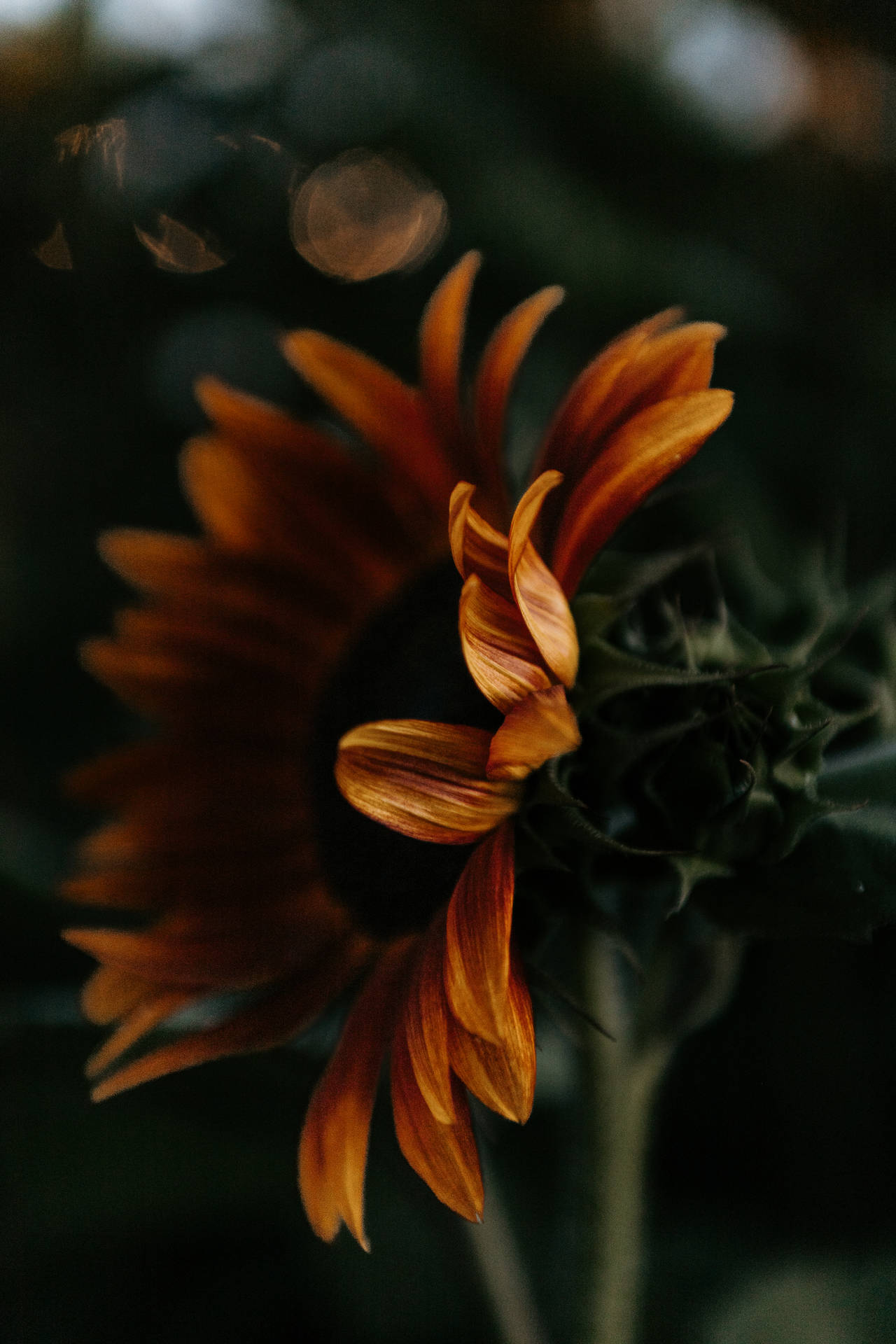 Sunflower Aesthetic Wallpaper