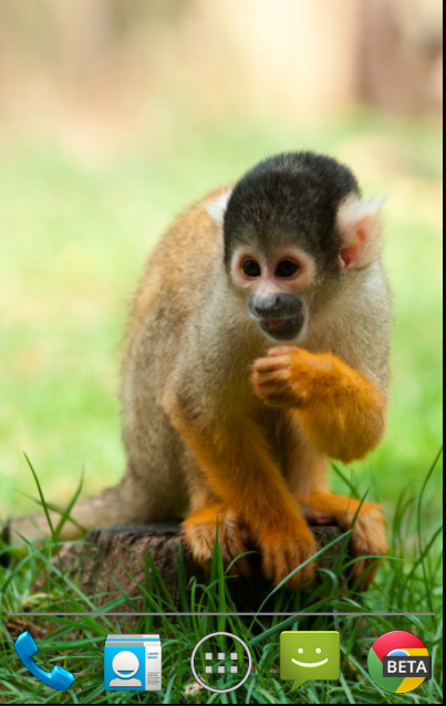 Squirrel Monkey Live Wallpaper Android Apps On Google Play