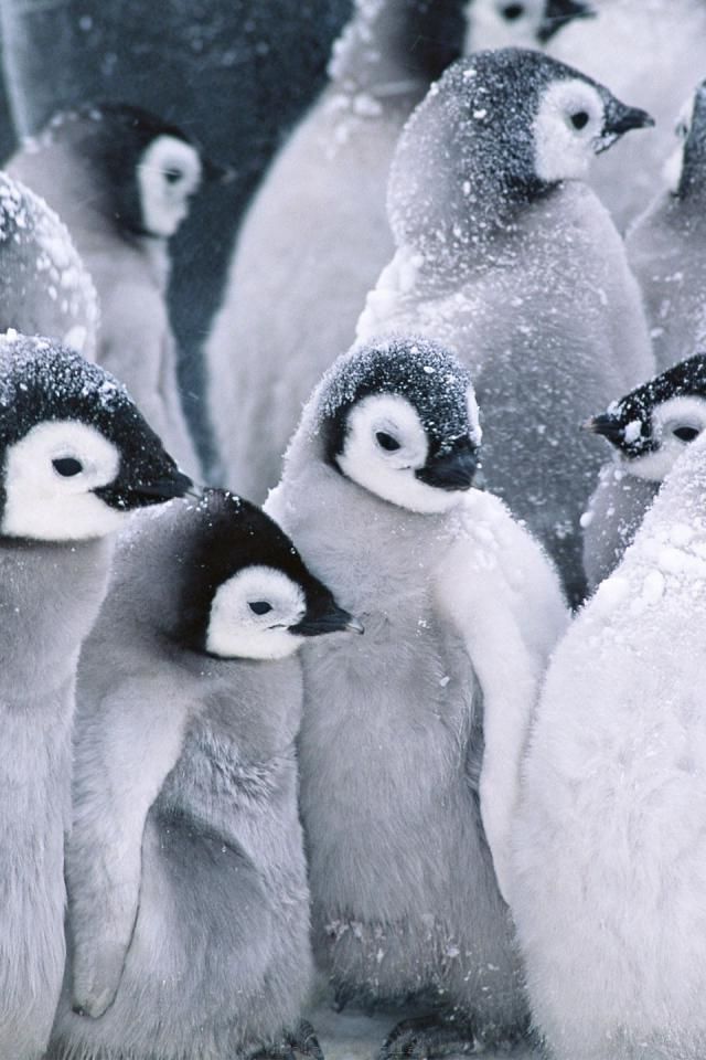 White Animals iPhone Birds Penguins Animal Background Penguin