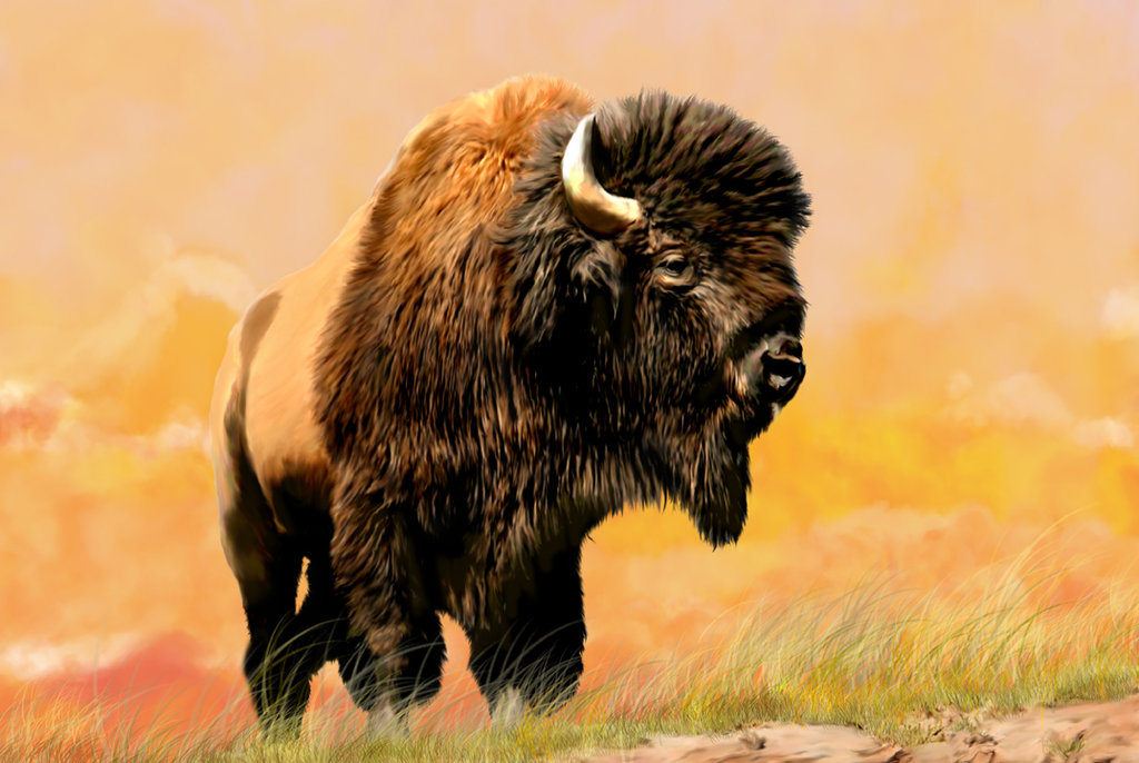 Grazing Buffalo By Taylorbuck