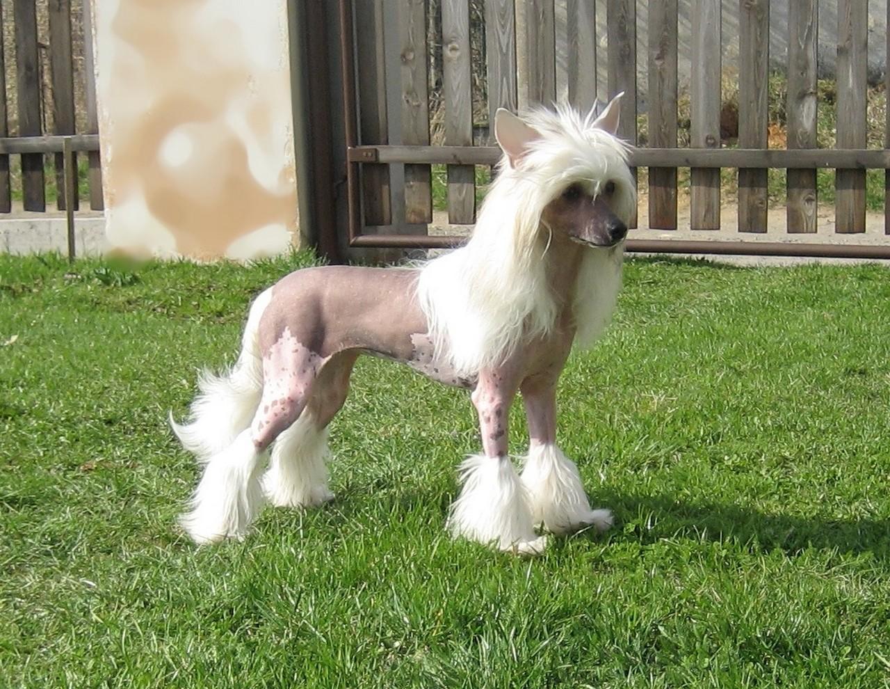 Chinese Crested dog on the grass photo and wallpaper Beautiful
