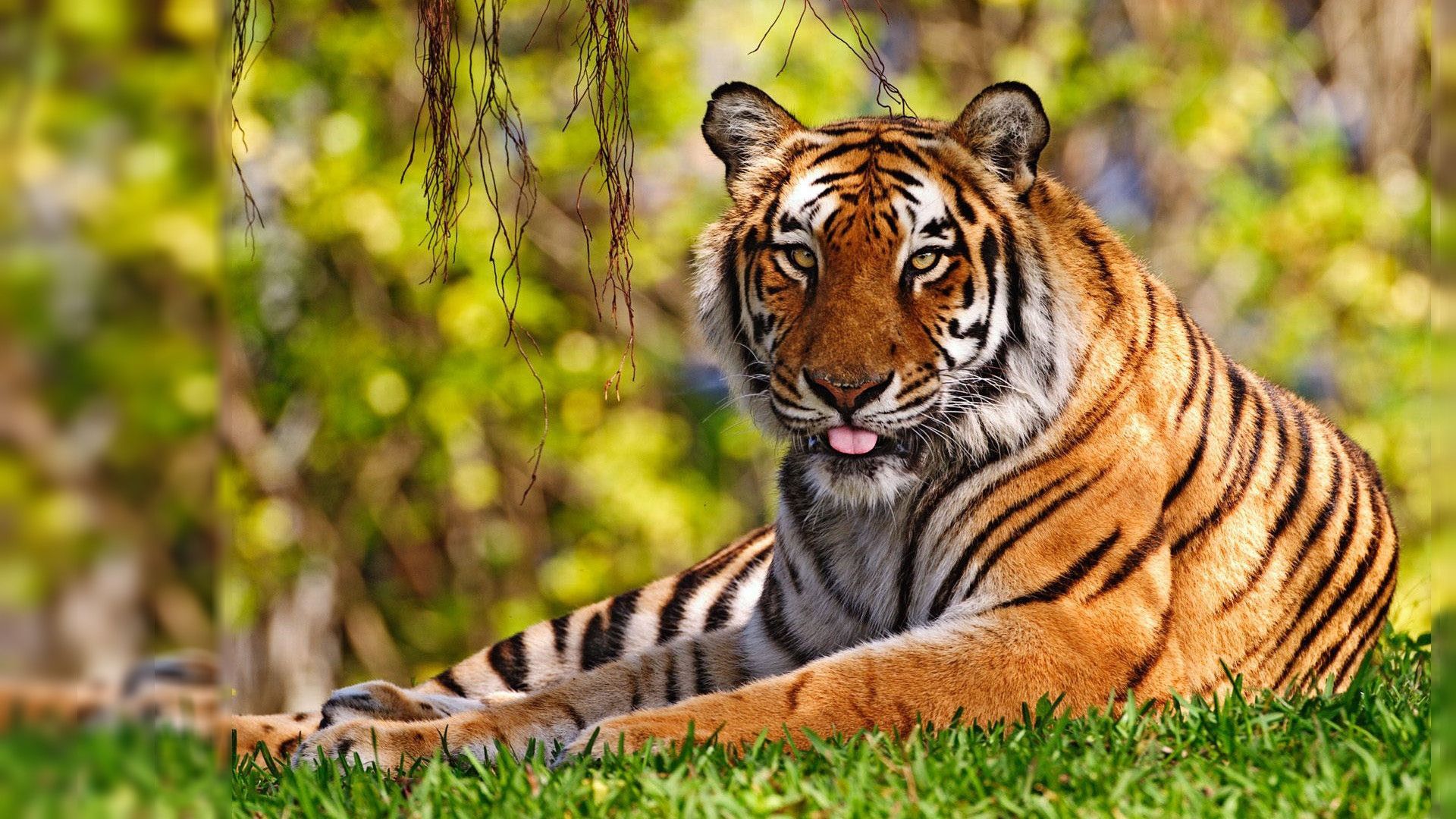 Tiger Desktop Background Wallpaper
