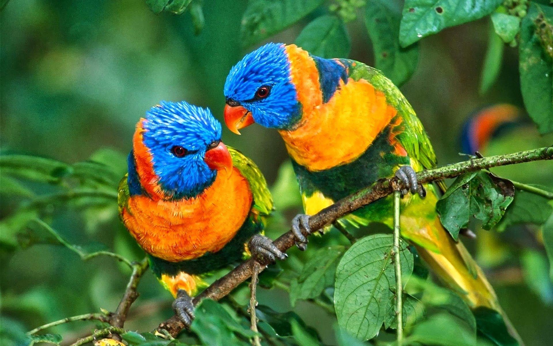 Beautiful Fullscreen HD Wallpaper