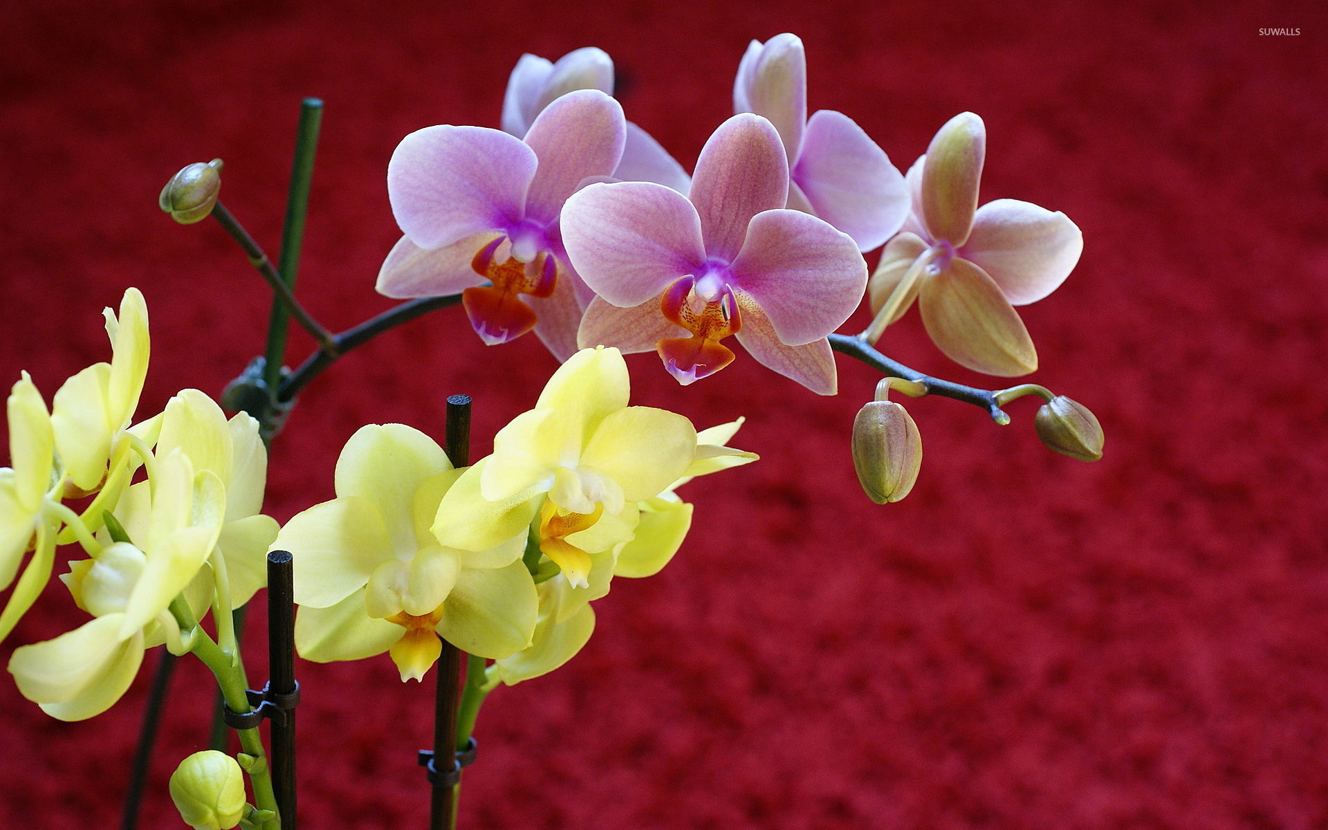 Yellow And Pink Orchids Wallpaper Flower