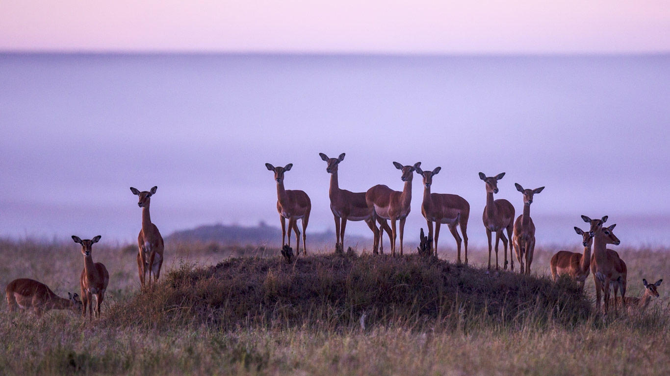 Herd Of Impalas In Masai Mara National Reserve Kenya Jonathan