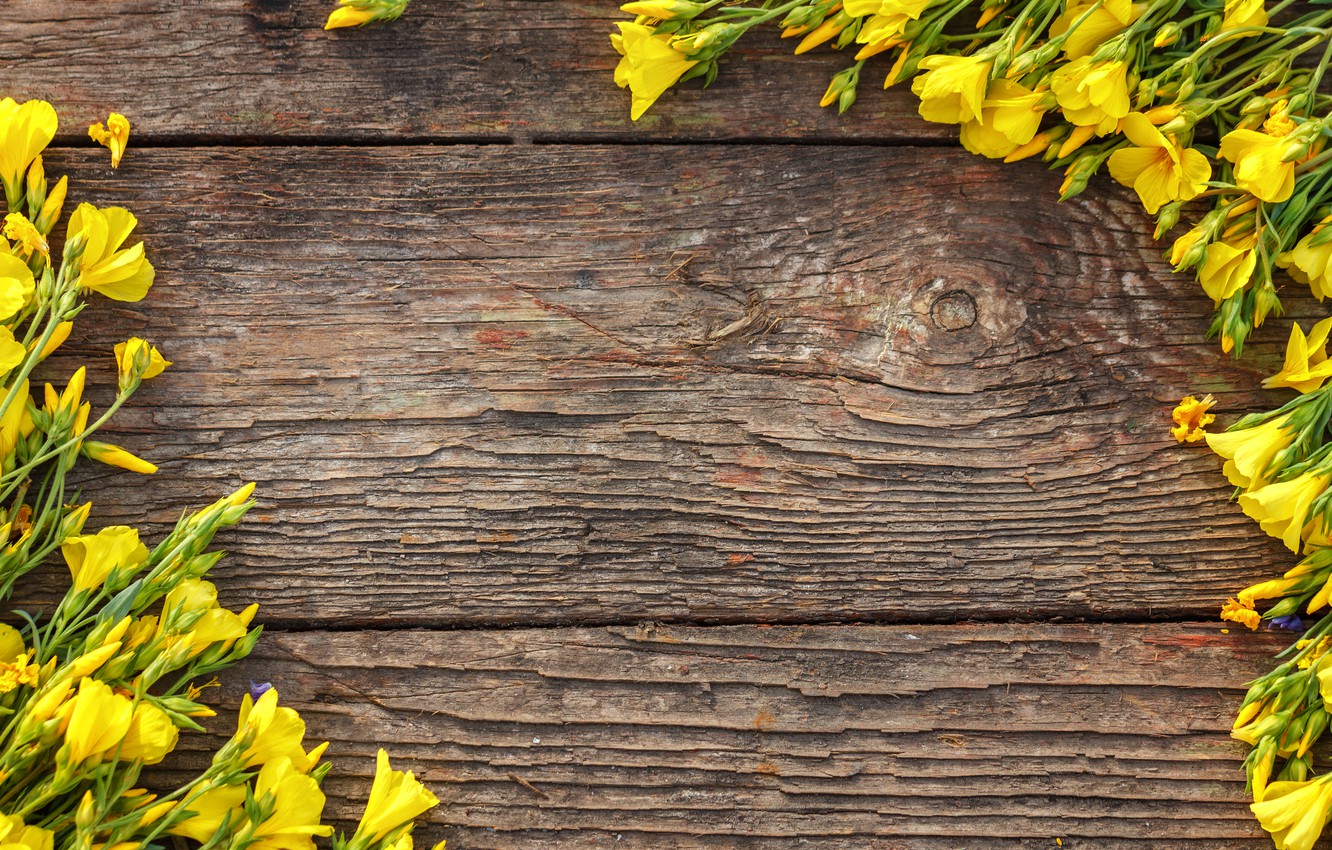 Wallpaper Flowers Yellow Wood Spring Image