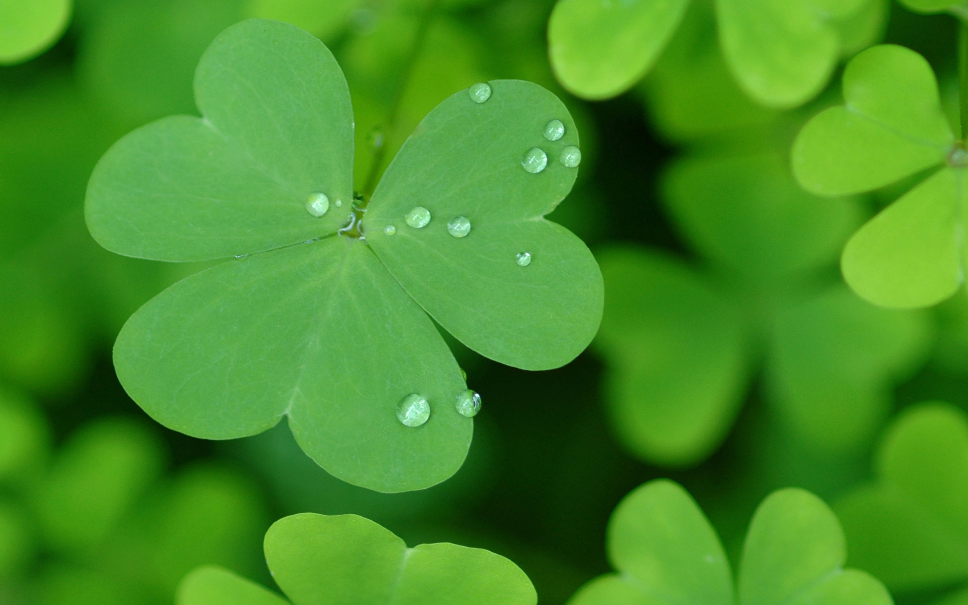 12 Free St Patricks Day Wallpapers Featuring Shamrocks Rainbows  More