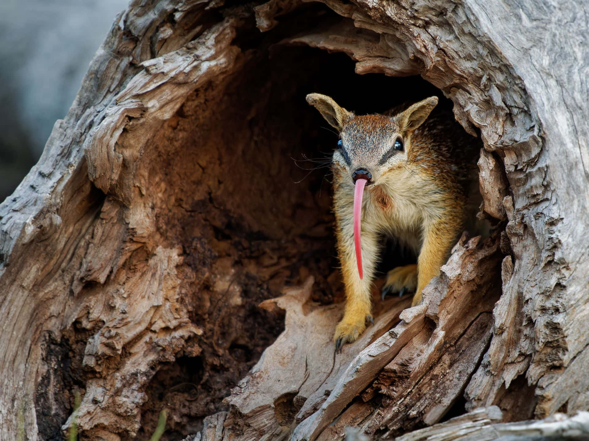 A numbat with its distinctive long, sticky tongue extended, peering out from the hollow of a tree