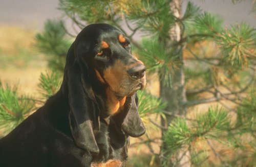 Black And Tan Coonhound Gallery Check Out