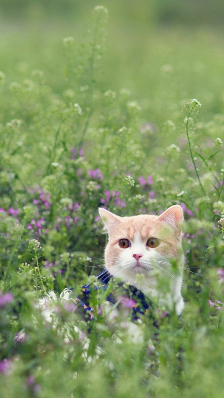 Free download Cute cat grass iPhone 6 Wallpaper HD iPhone 6 Wallpaper  [750x1334] for your Desktop, Mobile & Tablet | Explore 48+ Cute Cat iPhone  Wallpaper | Cute Cat Background, Cute Cat Wallpaper, Cute Cat Backgrounds