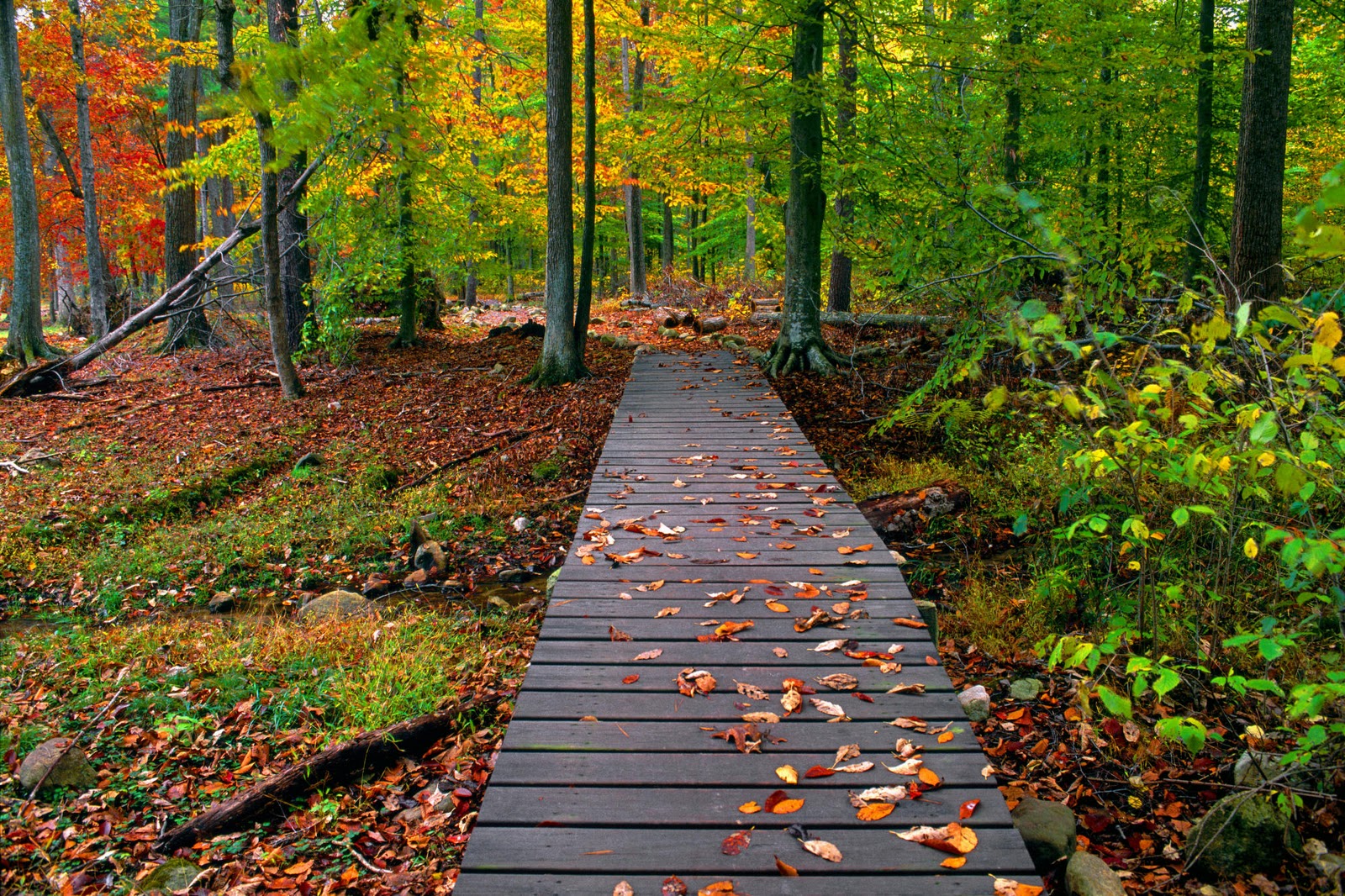 Wooden boardwalk winding through a colorful autumn forest, covered with fallen leaves