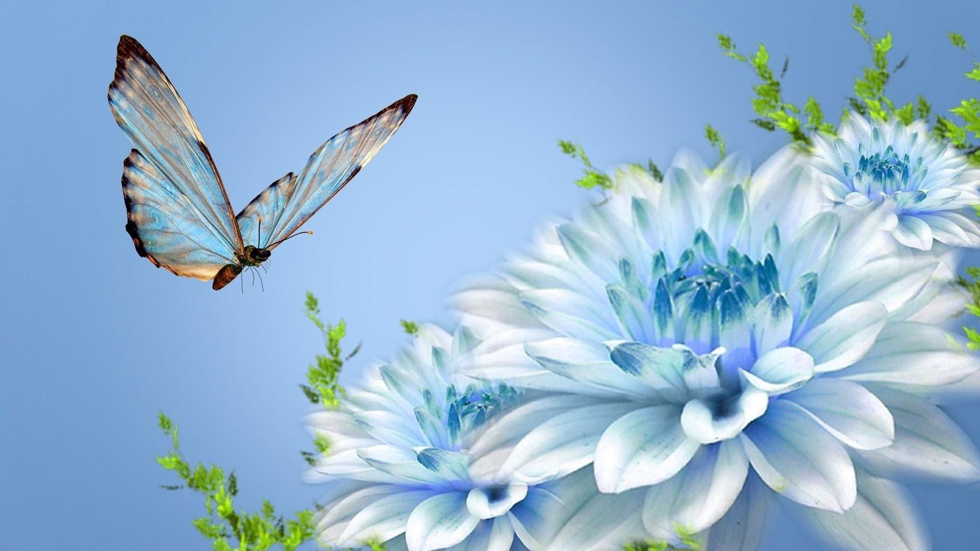 Blue Butterfly On Chrysanthemums Wallpaper