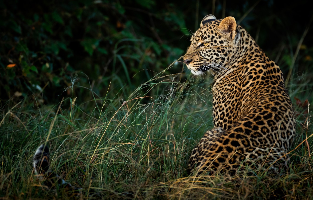 Wallpaper Grass Look Nature The Dark Background Leopard