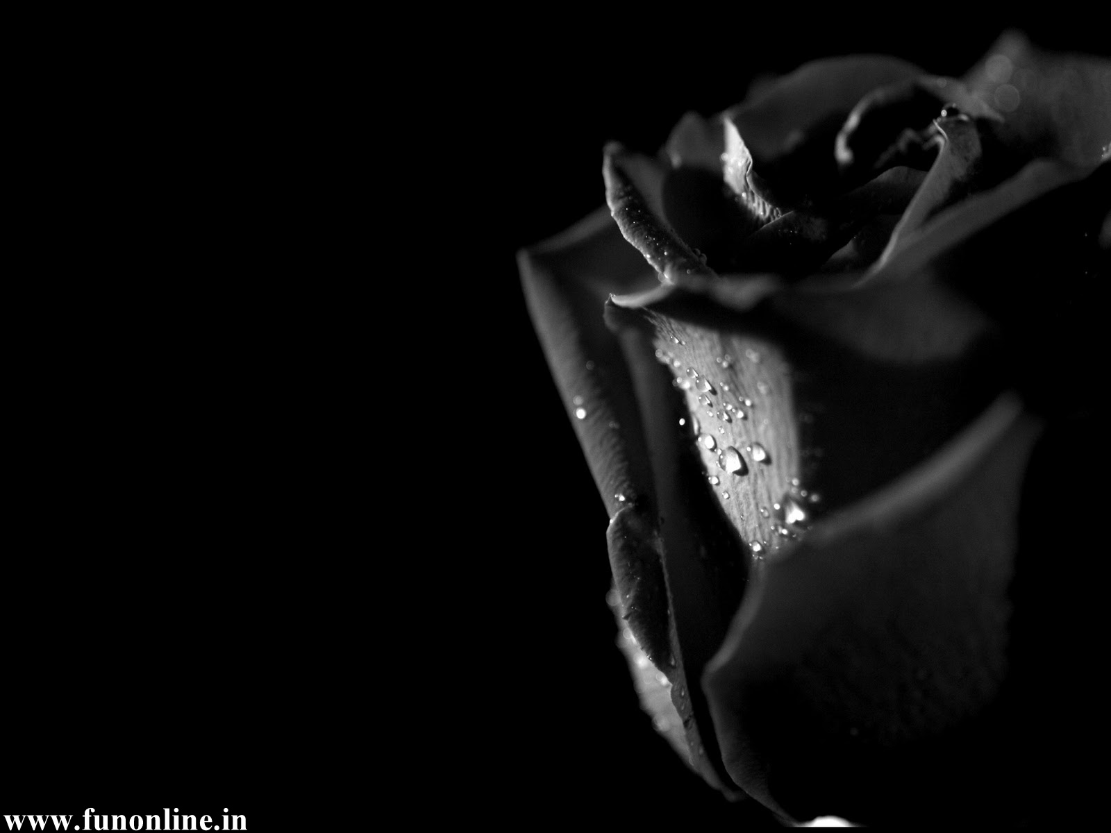 Black Rose Wallpaper Beautiful Roses HD For