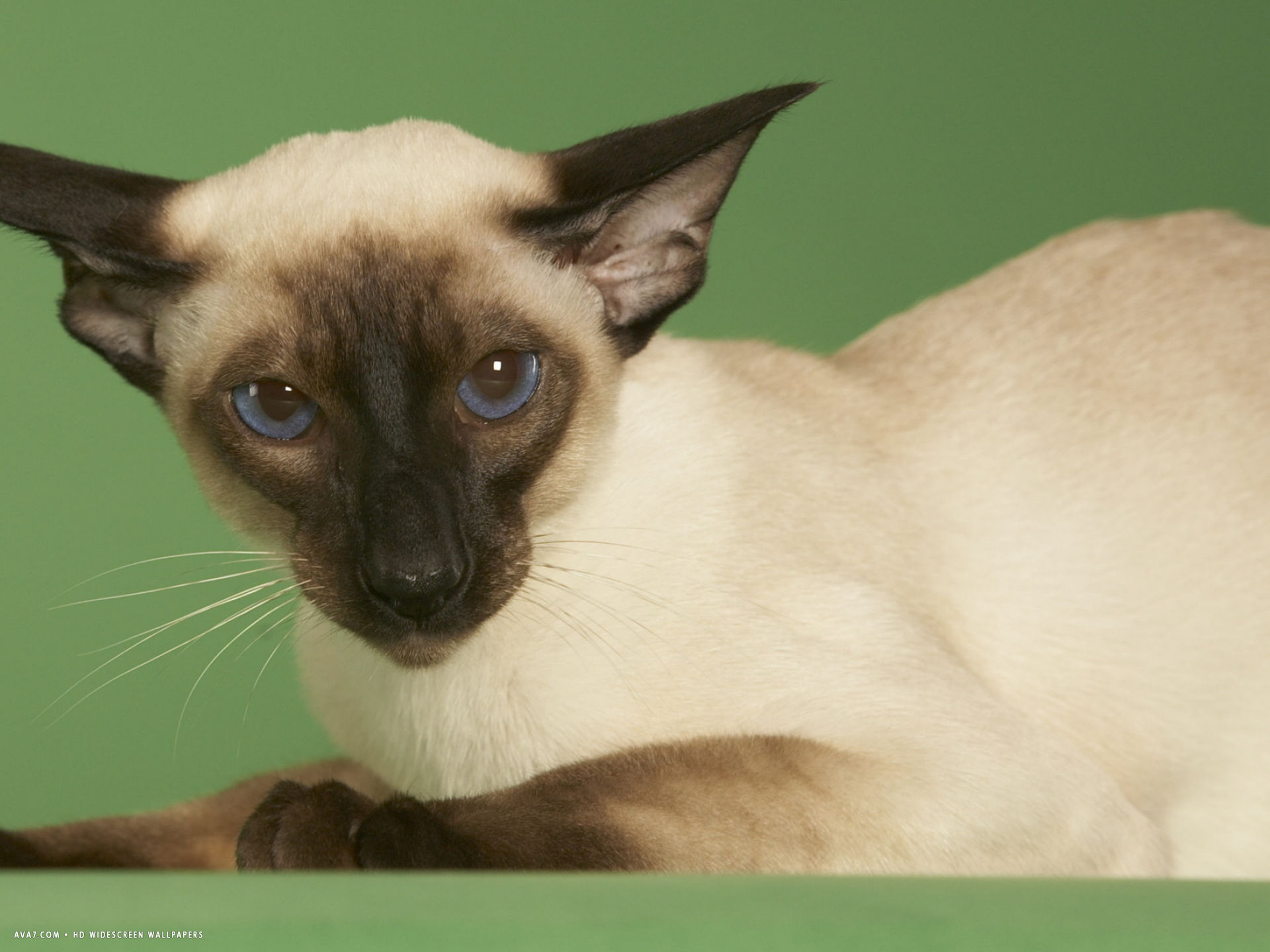 Siamese HD Wallpaper Cat Widescreen