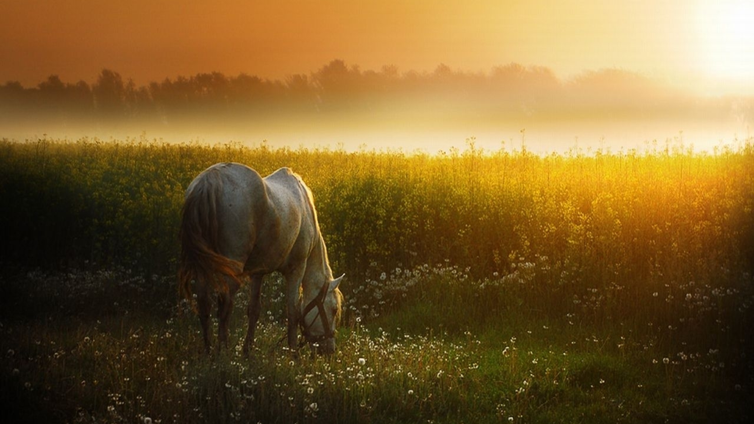 Sunset Meadow White Horse Desktop Pc And Mac