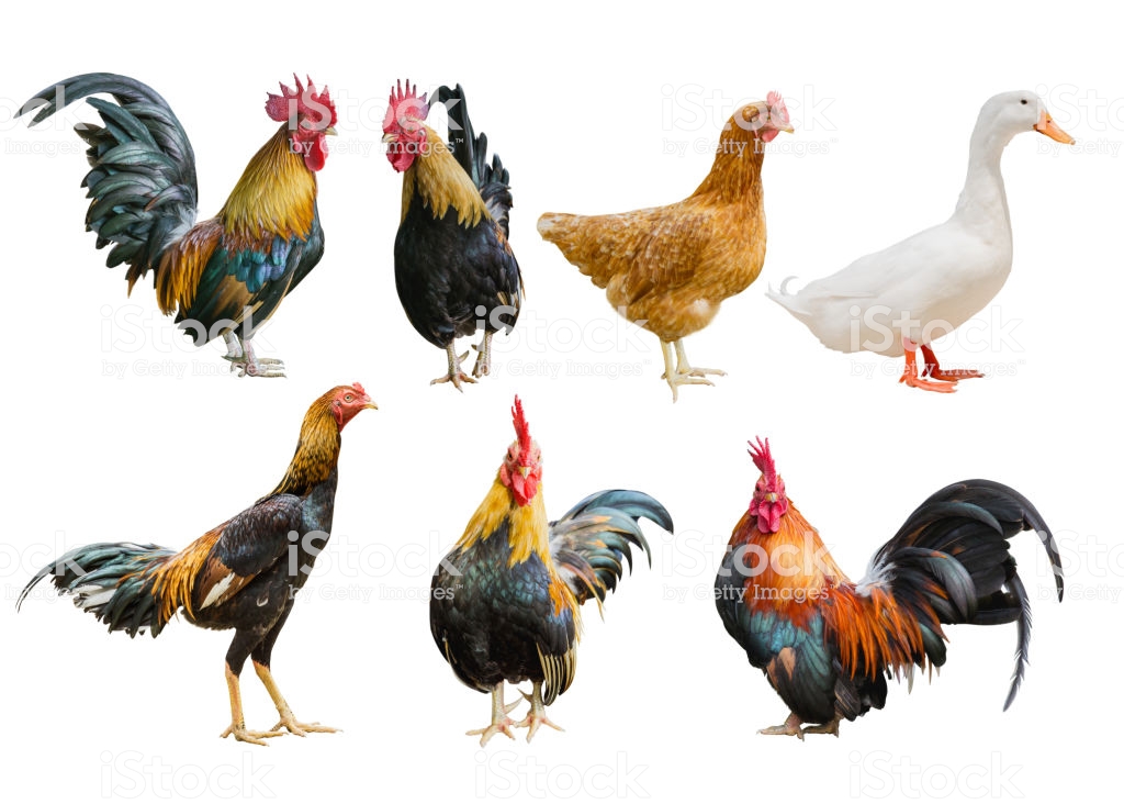 Collection Of Poultry Bantam Chicken Hen Duck Isolated On White