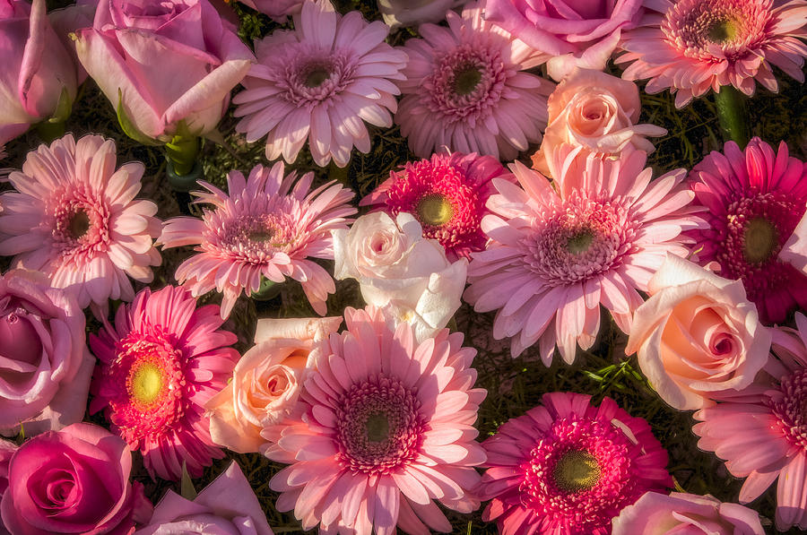 Pink Gerber Daisy And Roses Background by Connie Cooper Edwards