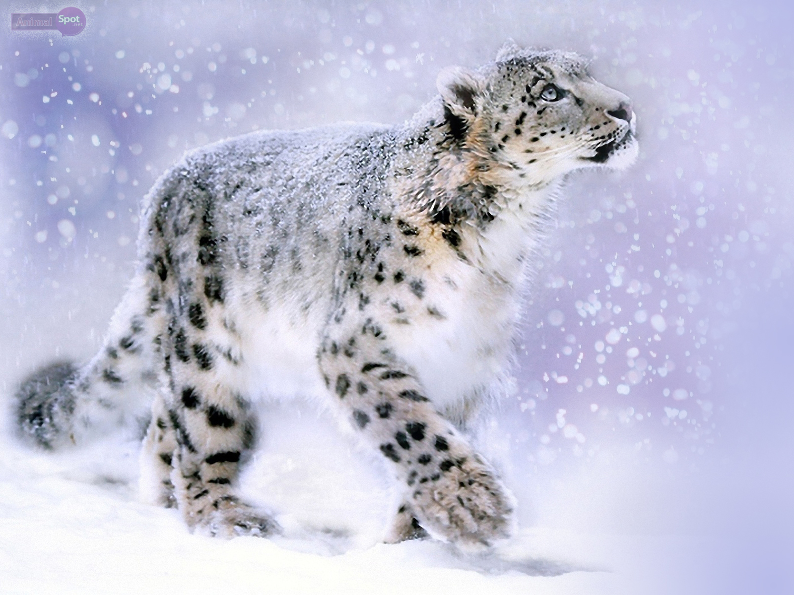 A majestic snow leopard gracefully walks through a snowy landscape. Its thick fur, patterned with dark rosettes, helps it blend in with the snow-covered ground. The falling snow adds to the serene atmosphere, capturing the beauty and power of this elusive creature in its natural habitat