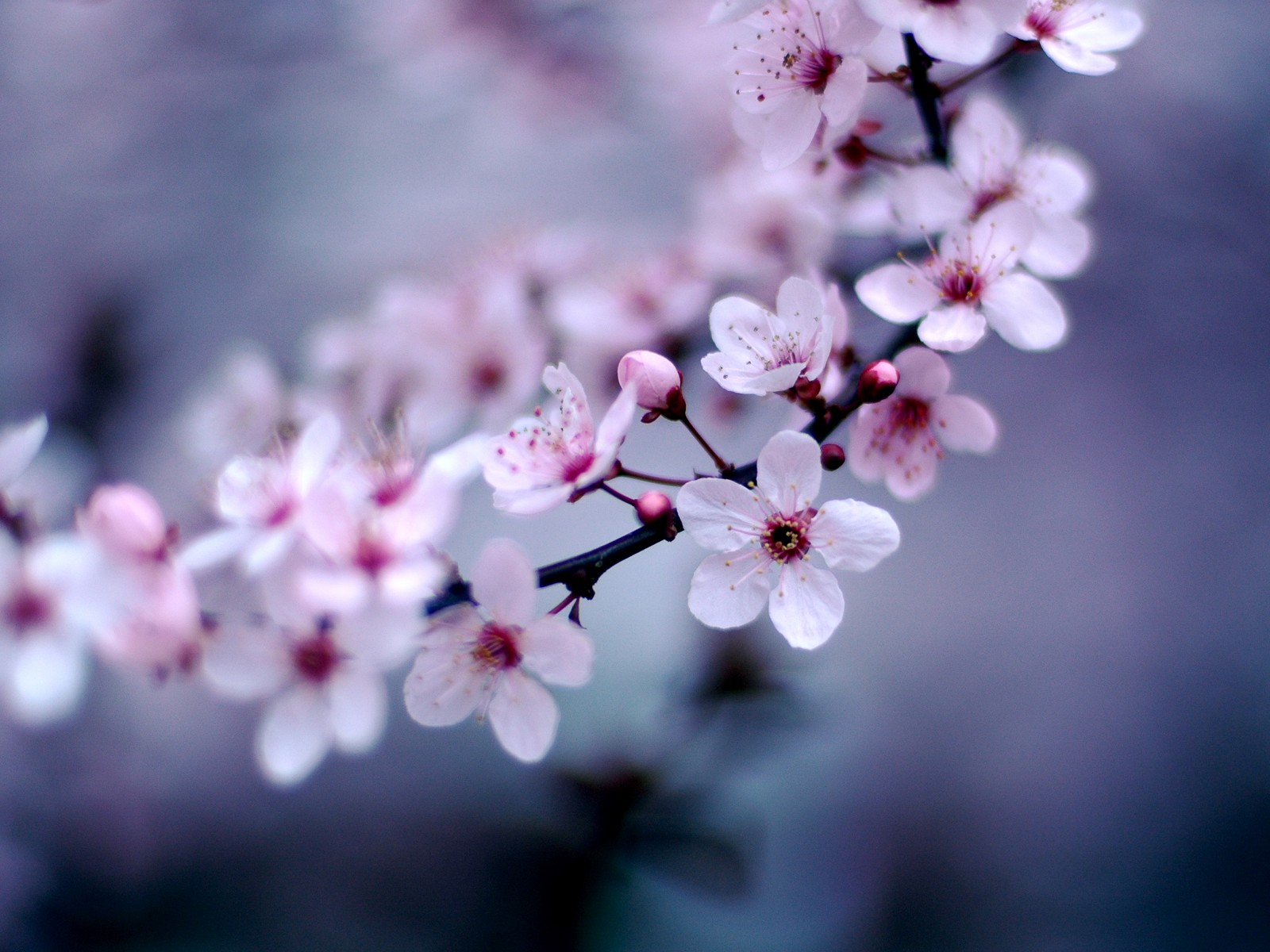 Cherry Blossom Desktop Wallpaper Pre Wallcaper