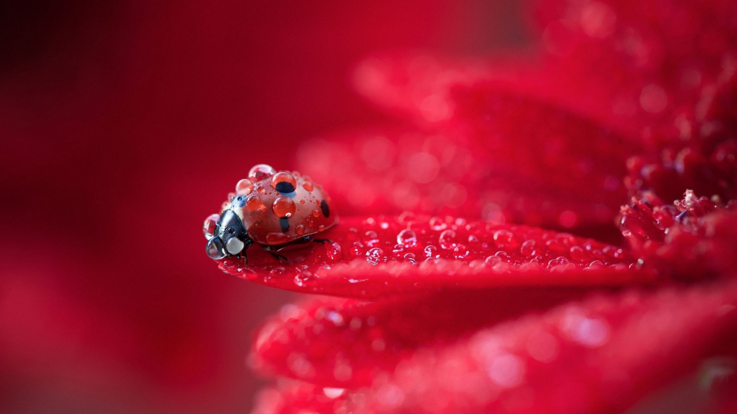 Pics Ladybug The Best Of