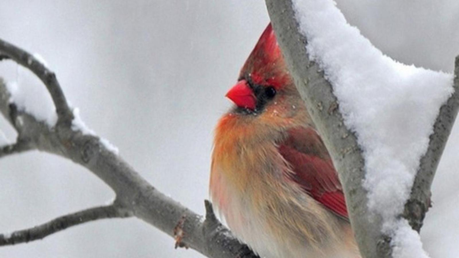 Winter Bird High Quality And Resolution Wallpaper On