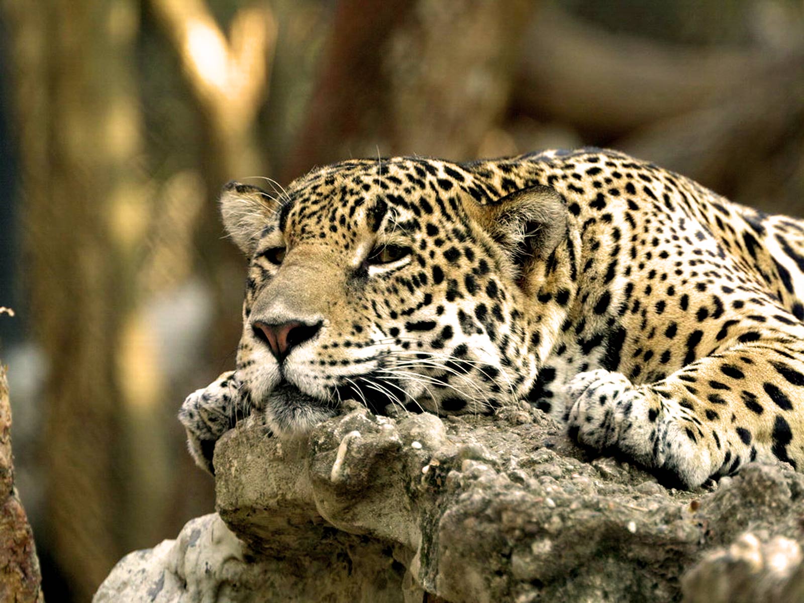 Leopard Africa HD Wallpaper High Quality