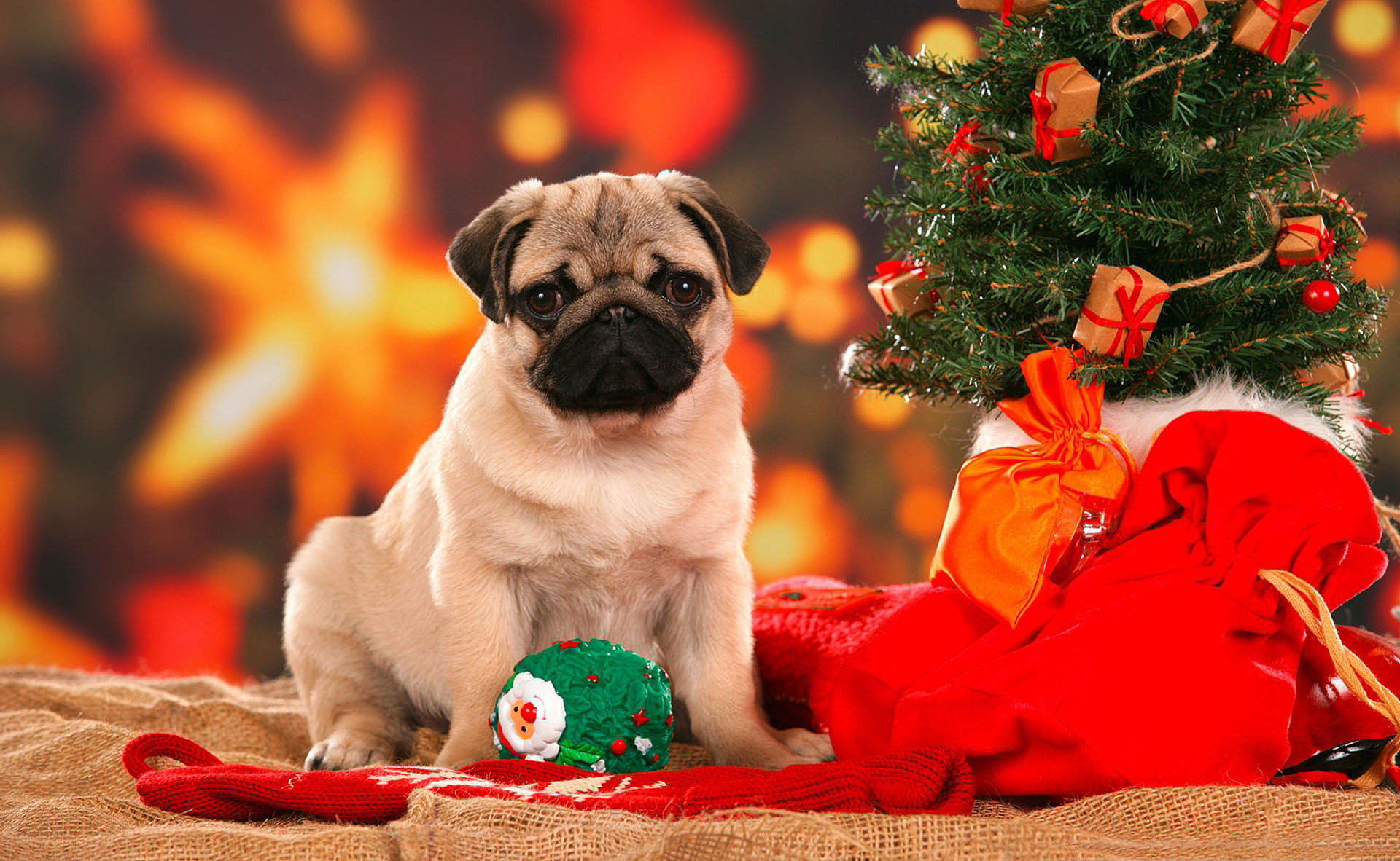 Pug Under The Christmas Tree Great Wallpaper Beautiful Dog Breeds