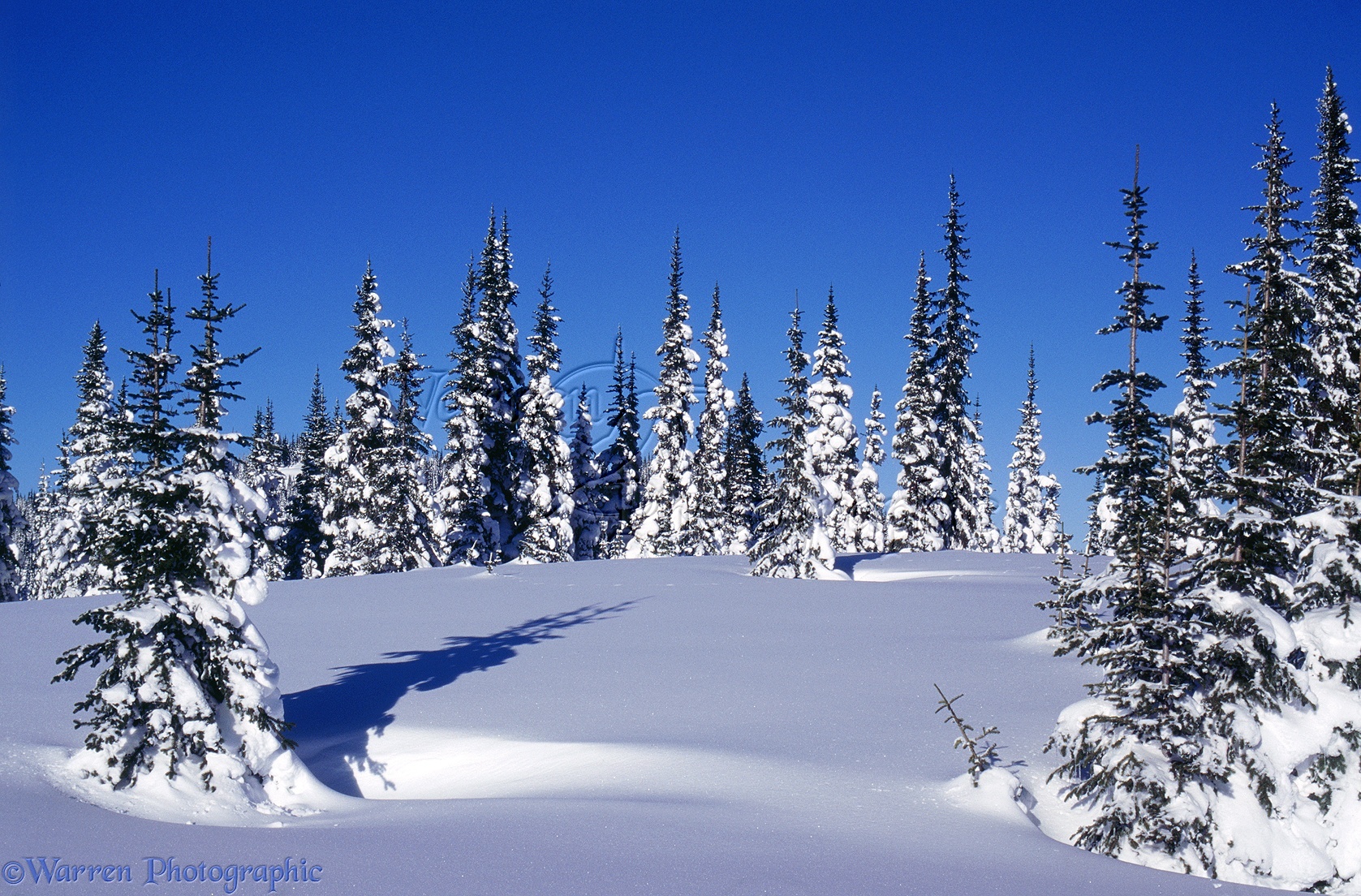 WP01920 Fresh snow and Subalpine Firs Abies lasiocarpa British
