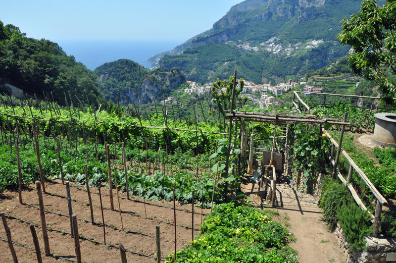 Vineyards and countryside of Ravello on the Amalfi coast