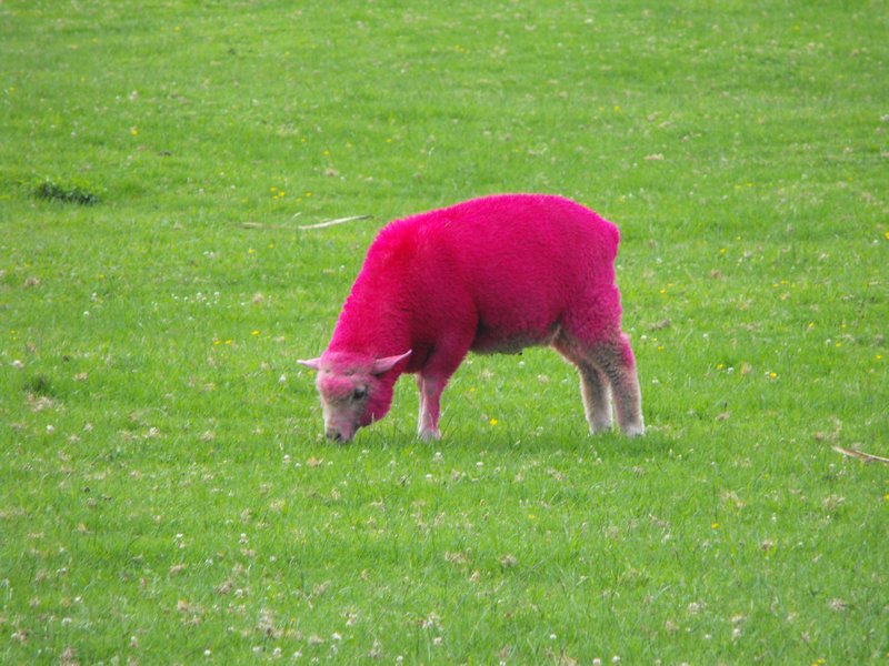 Pink Sheep Photo