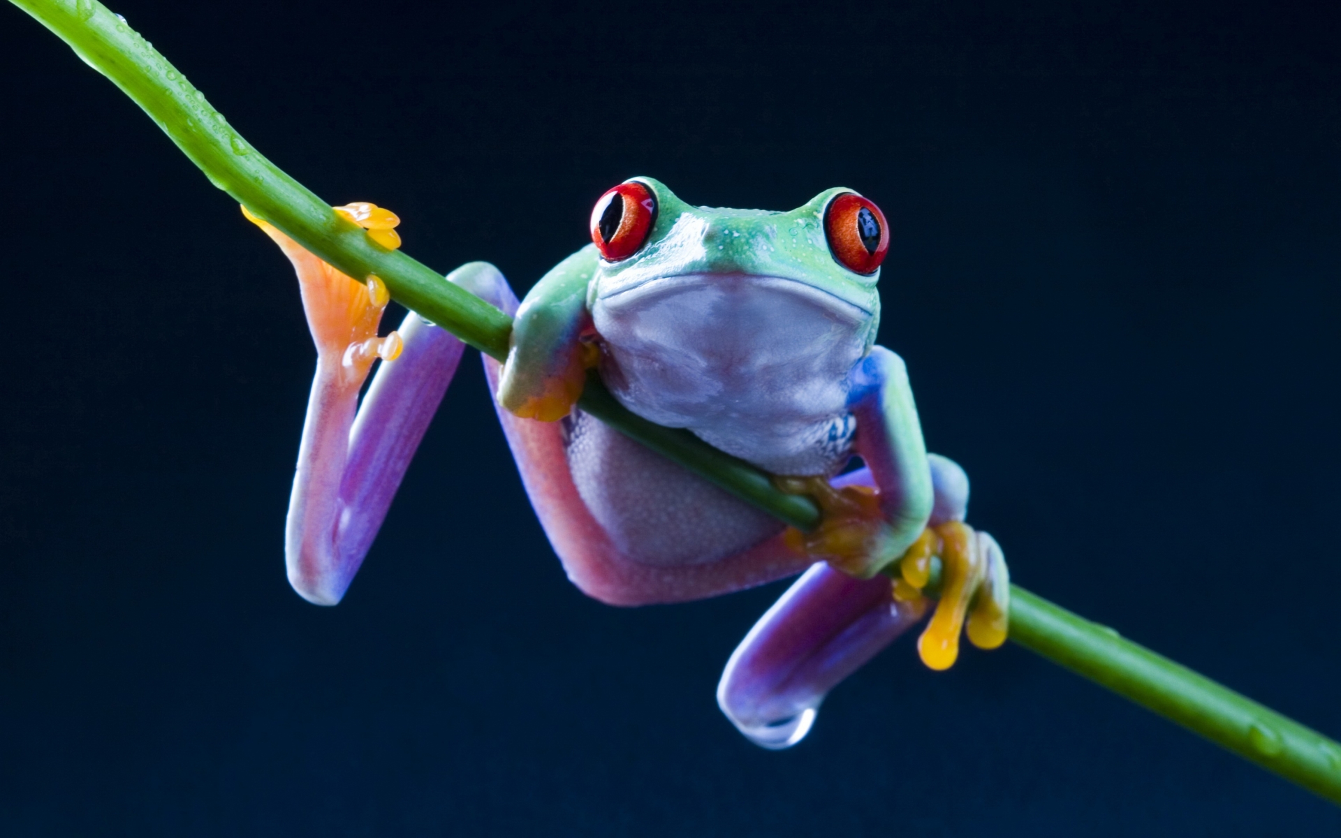 Pics Photos Colorful Tree Frog Wallpaper