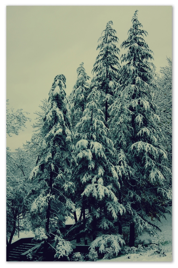 wintersnow winter snow trees pine trees Winter Wallpapers