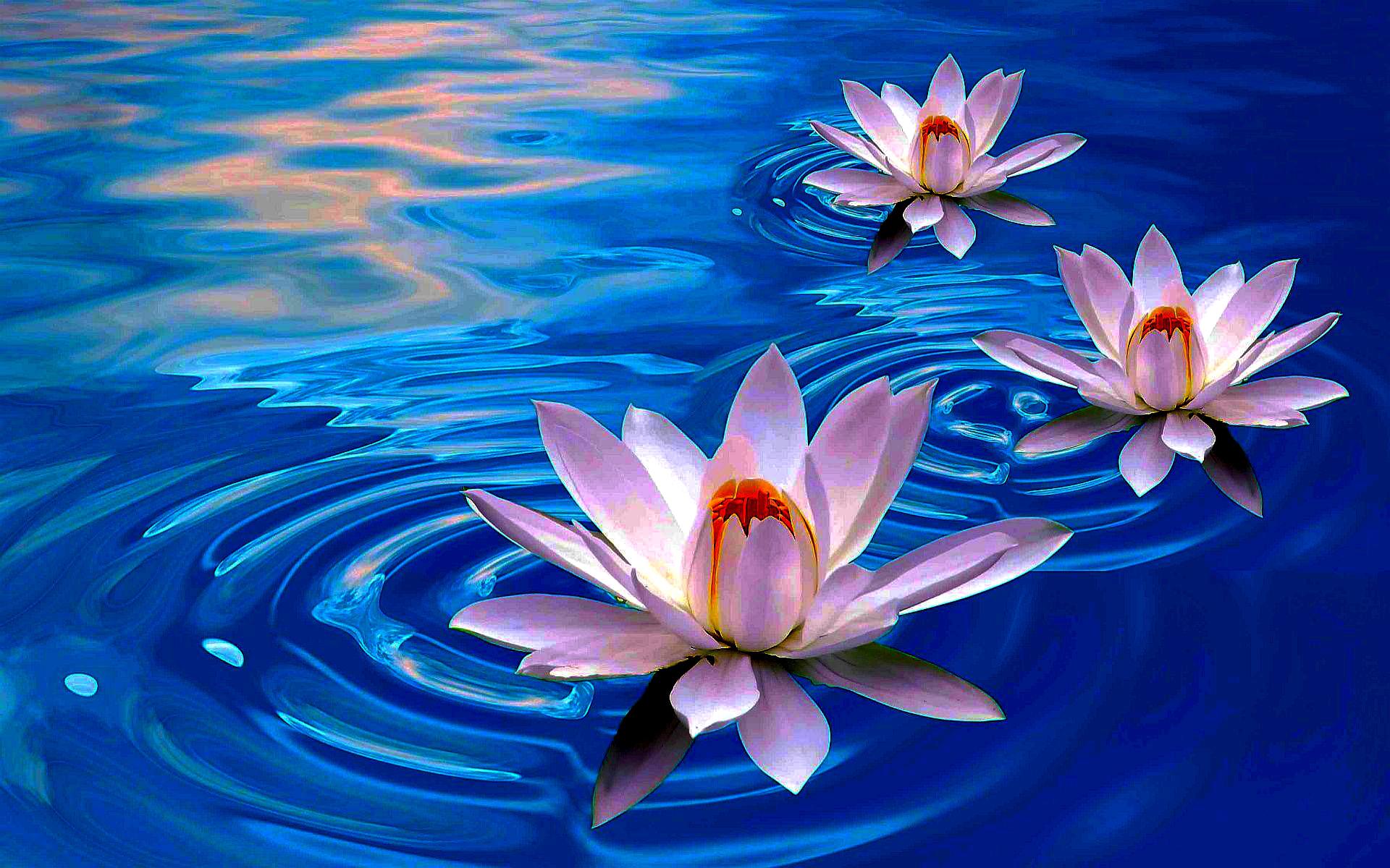 Lotus Wallpaper