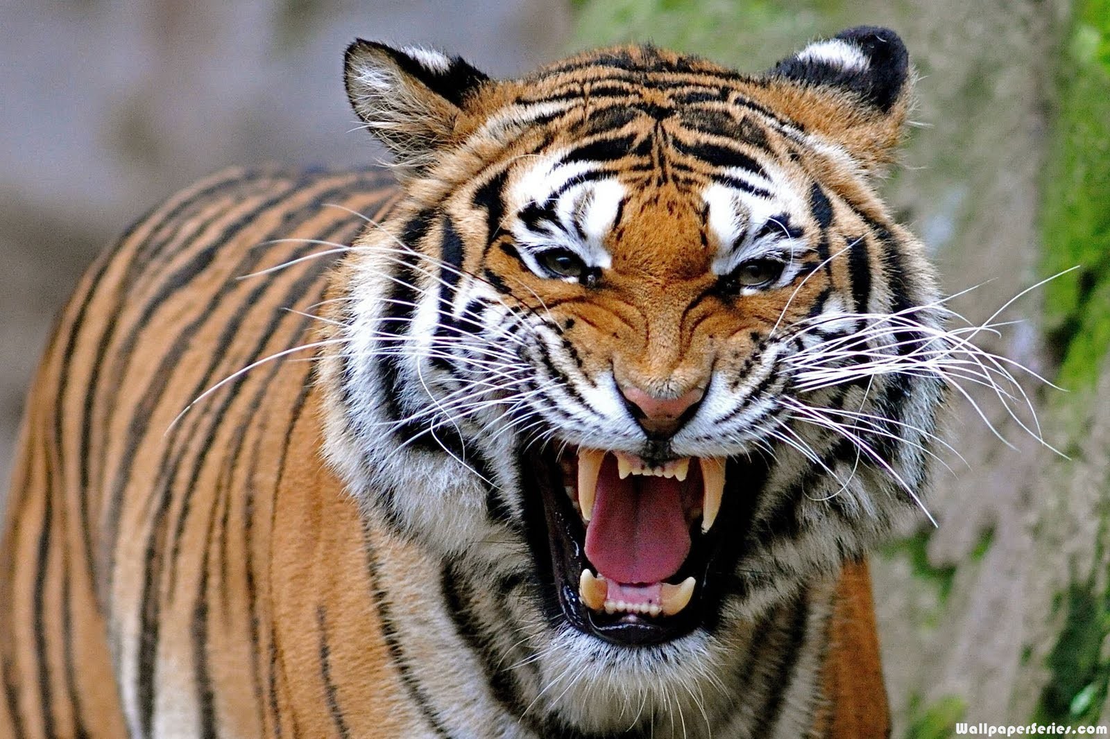 Angry Tiger Face Wallpaper Wallpapers Gallery