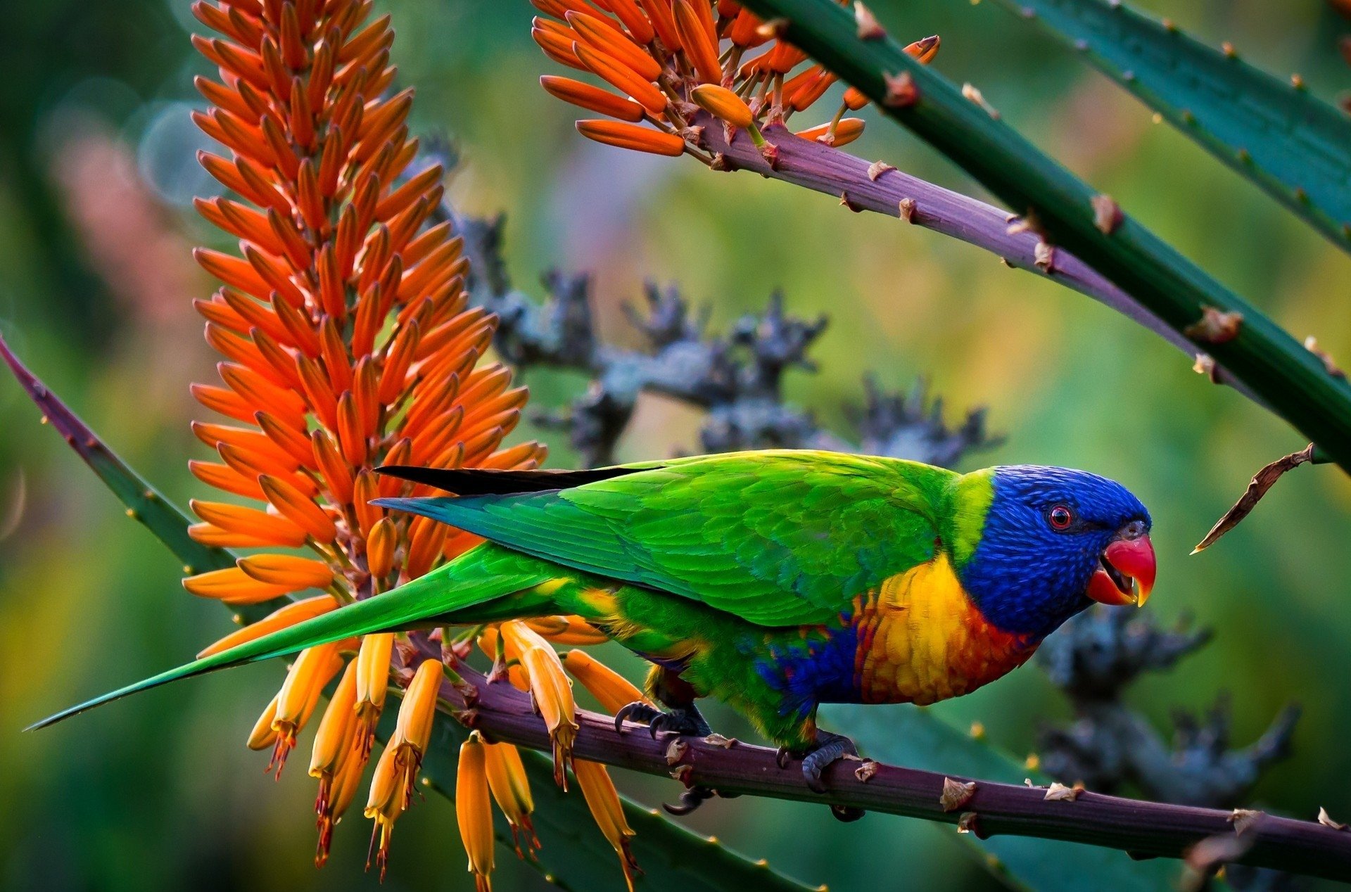 Rainbow Lorikeet HD Wallpaper Background Image