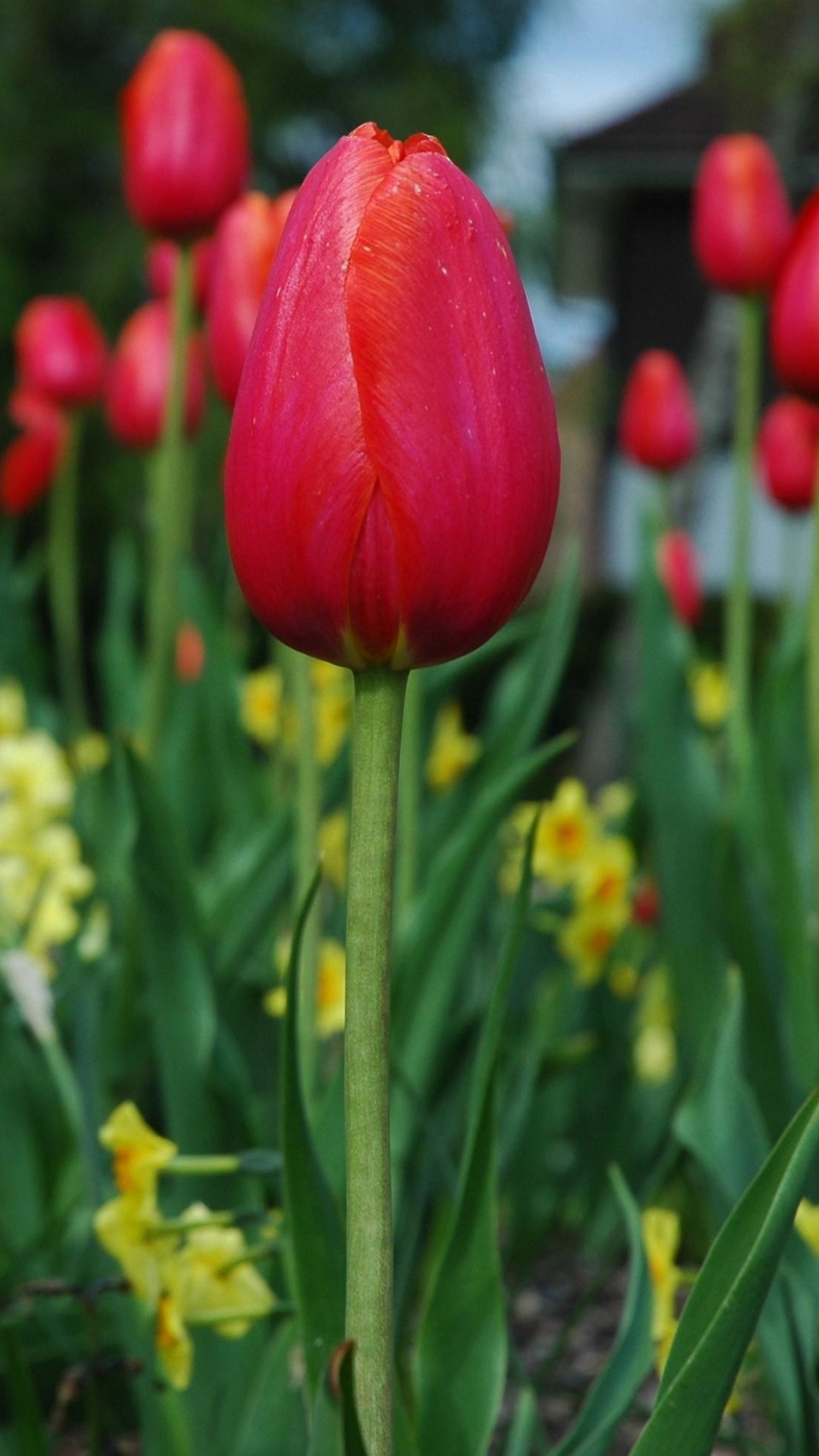 Red Tulip Hd Wallpaper For Mobile