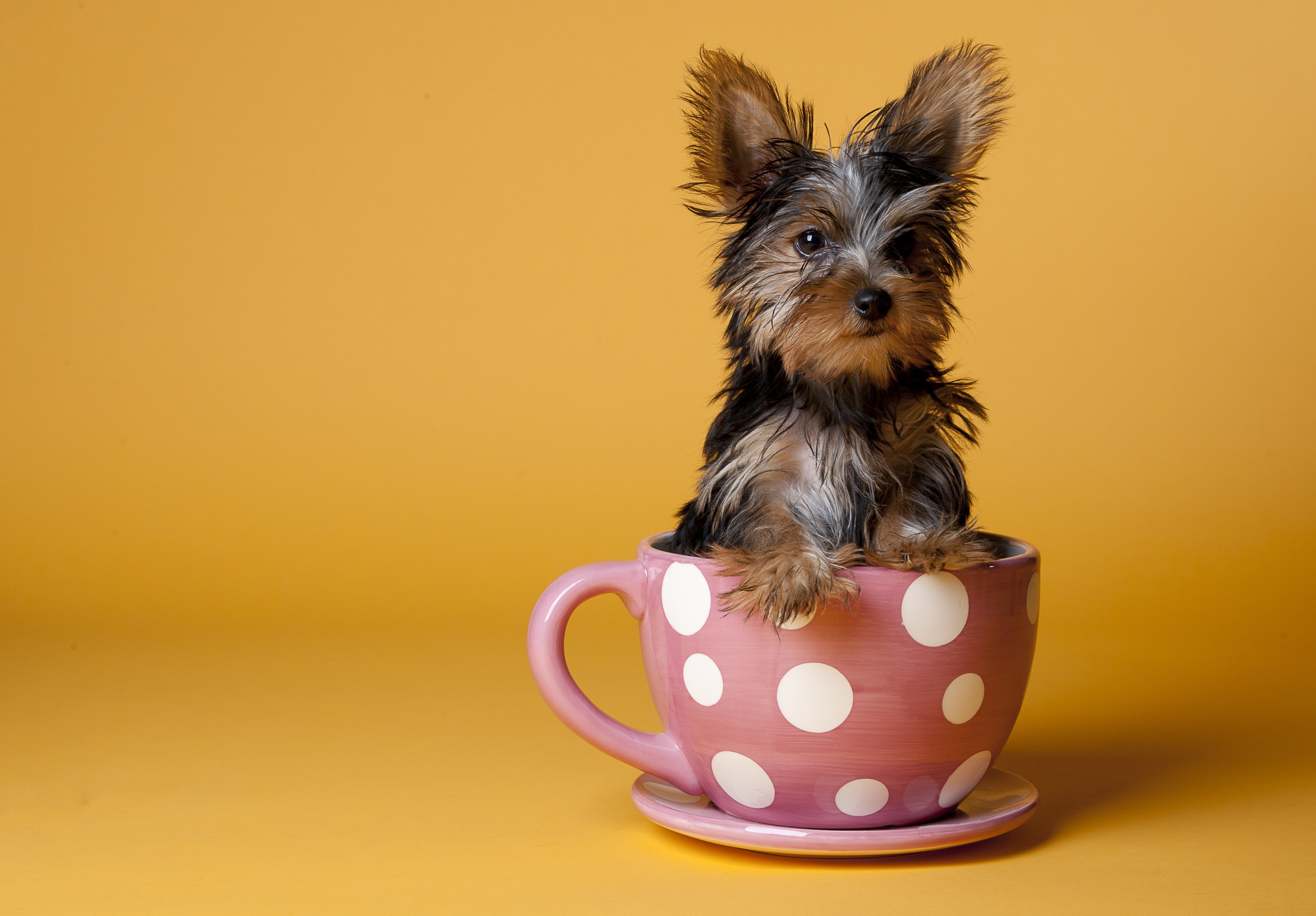 Cute Yorkshire Terrier In A Cup Wallpaper