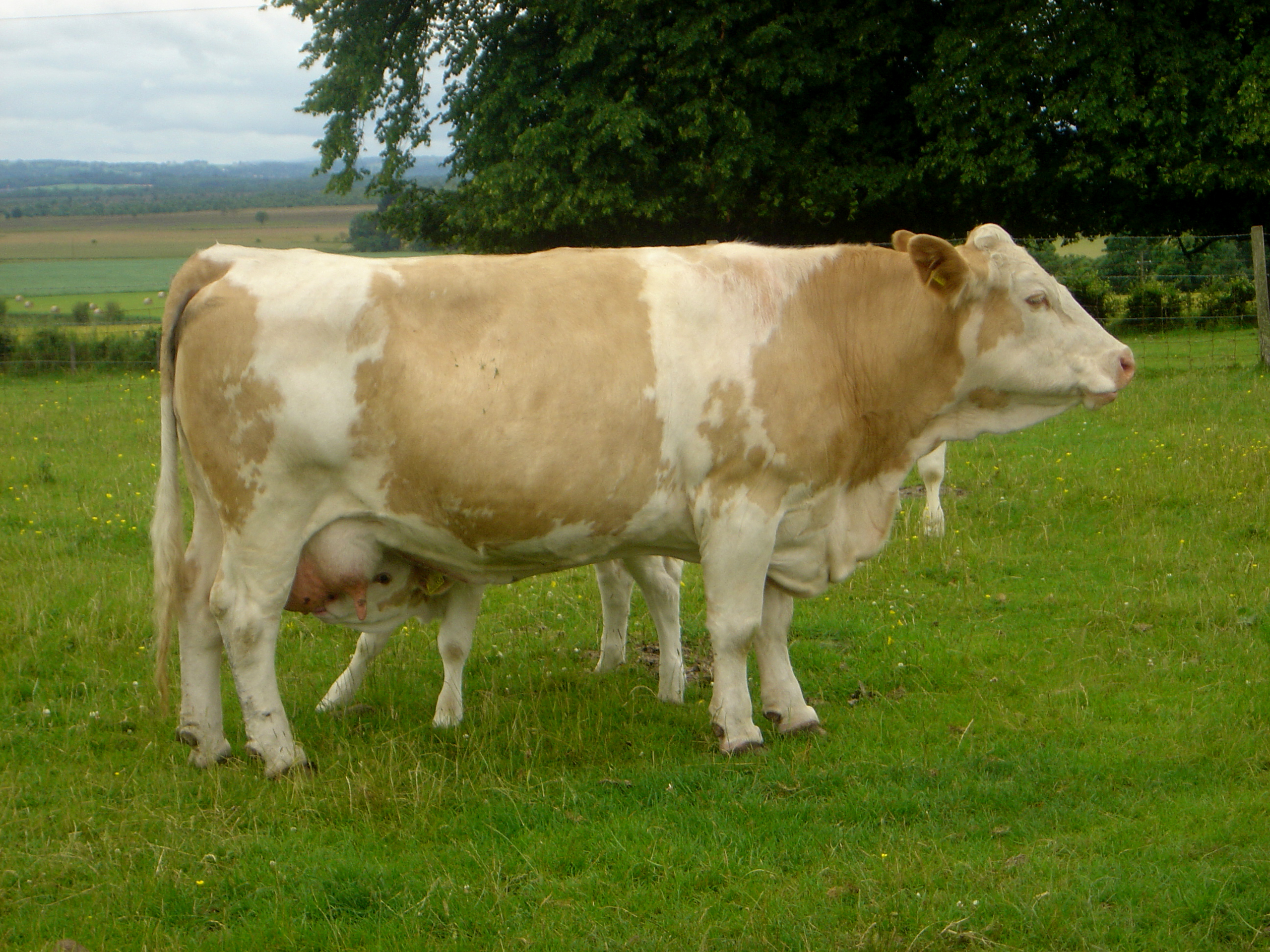 Cows Wallpaper