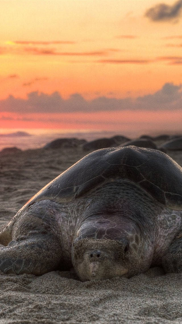 Sea Turtle iPhone Wallpaper