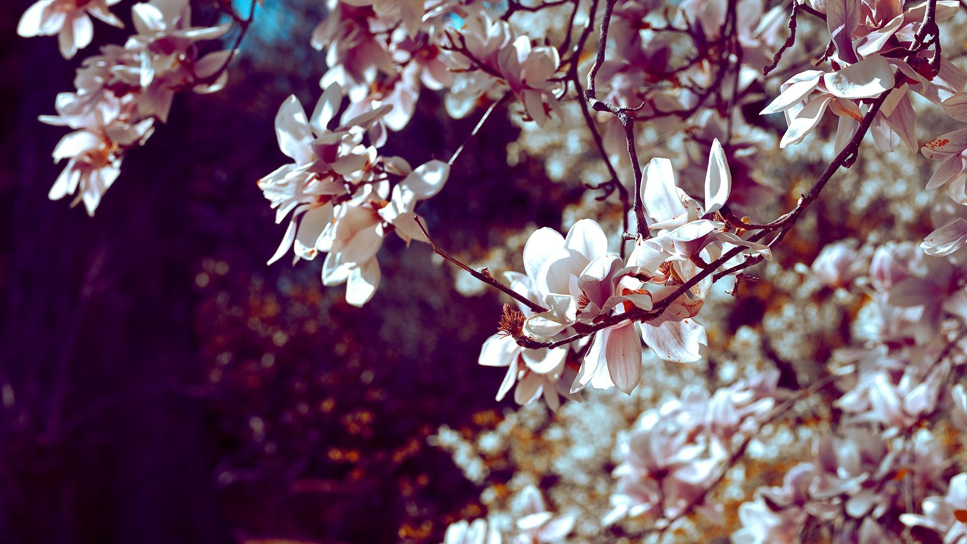 Cherry Blossom Backgrounds