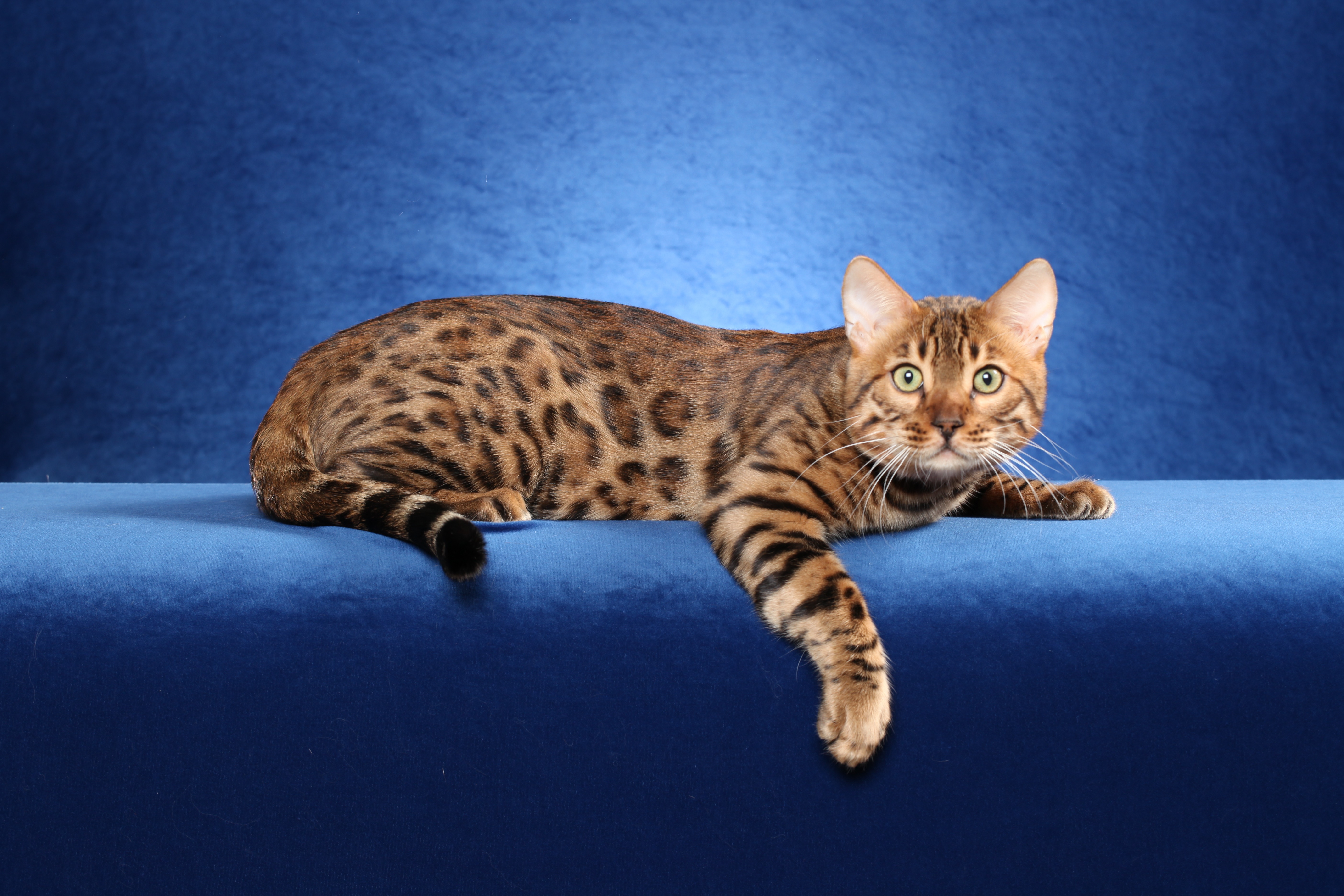 Bengal Cat HD Wallpaper Background Image