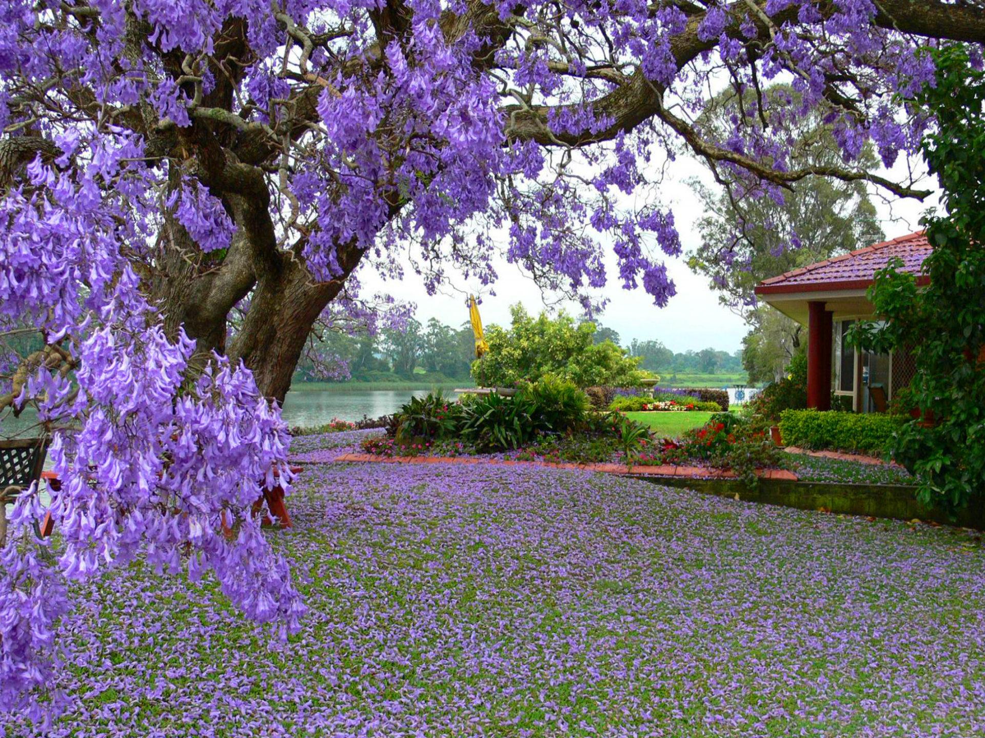 Tree With Purple Flowers House River Spring Landscape