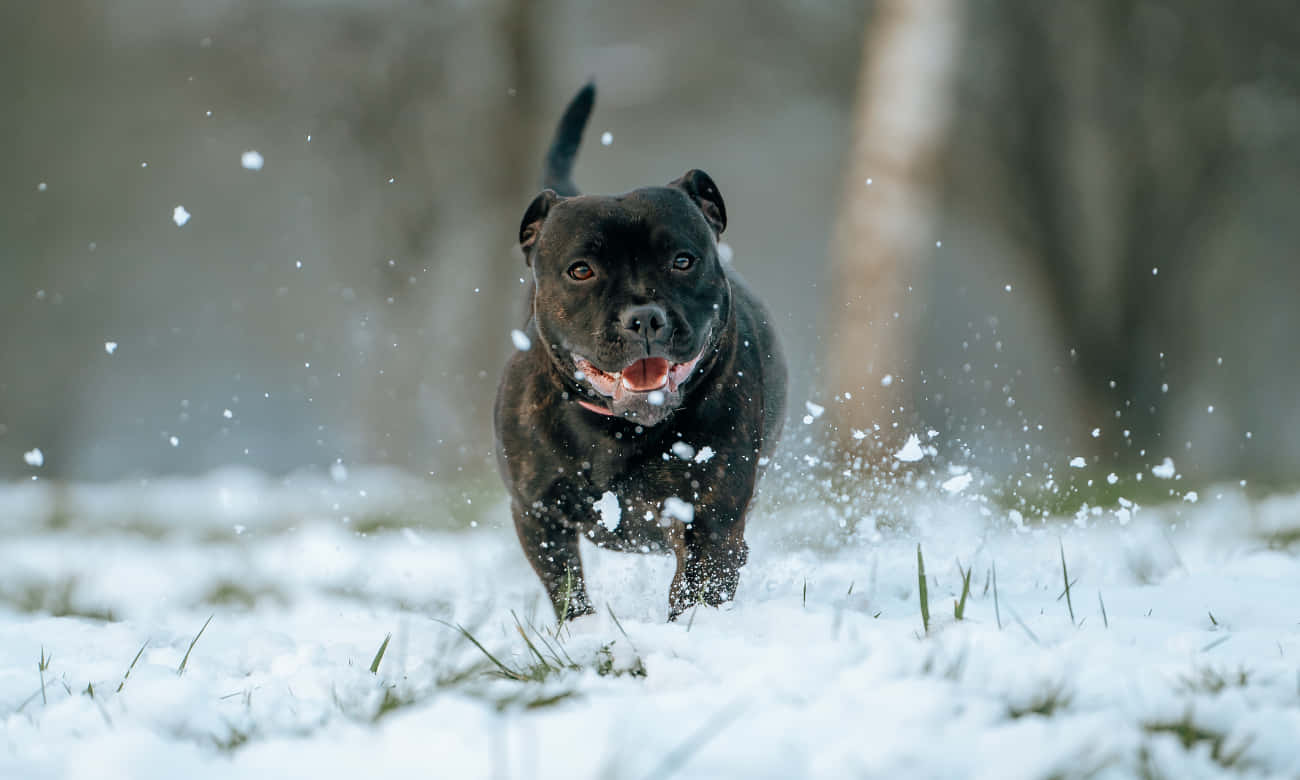 Beauty Of A Black Pitbull Wallpaper
