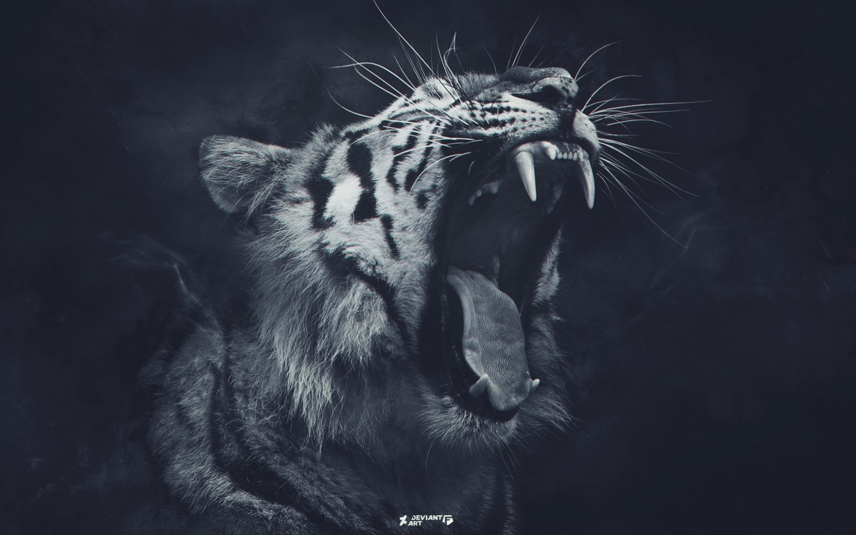 tiger roar black and white photo rendering hd wallpaper